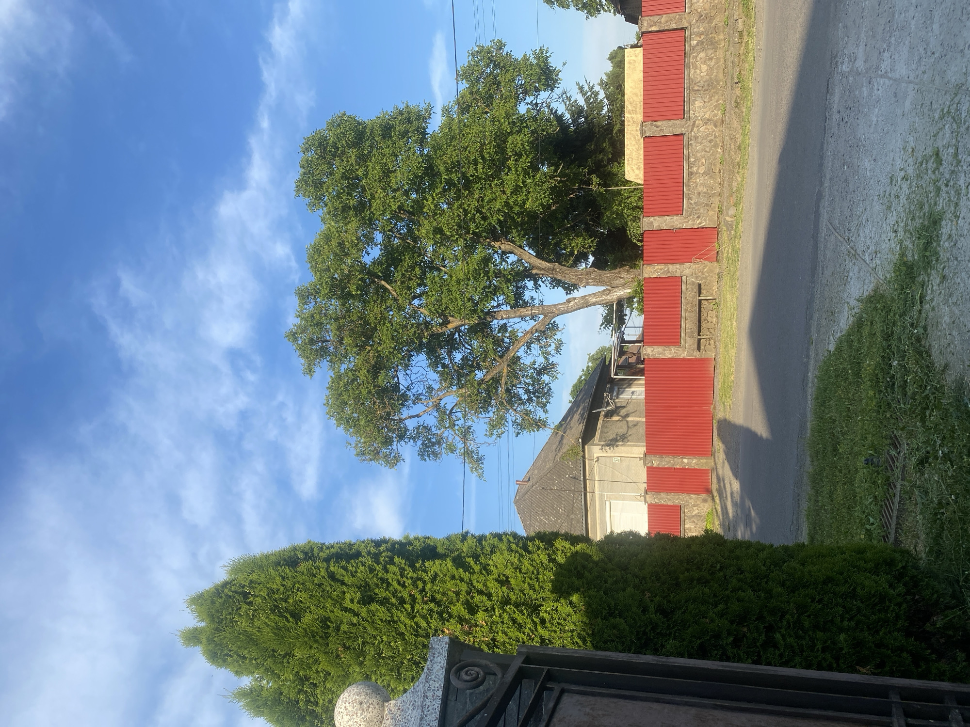 The image depicts a residential street scene under a bright blue sky with scattered white clouds. On the left, a tall, dense green evergreen tree stands next to a partial view of a dark metal gate with a decorative stone pillar. To the right of the evergreen, a modest house with a grey, angular roof is visible. The house is bordered by a vibrant red corrugated metal fence with stone accents. Behind the fence, a large deciduous tree with a full canopy of green leaves dominates the center of the frame. Power lines are strung across the sky in the background. The foreground shows a paved road and a strip of green grass. The lighting suggests it is daytime, with shadows cast on the road.