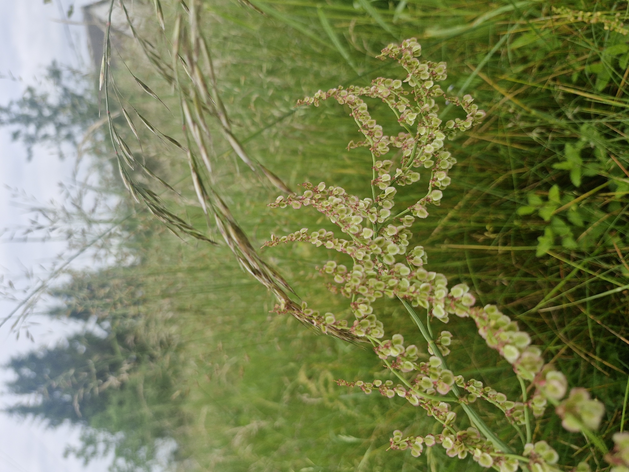 A close-up, eye-level shot showcases a flowering plant with small, round, pale green seed pods clustered along its stem. The plant is in the foreground, with a blurred background of green foliage, tall grasses, and hints of trees and a building. The overall scene depicts a natural outdoor environment, possibly a field or meadow, under an overcast sky.