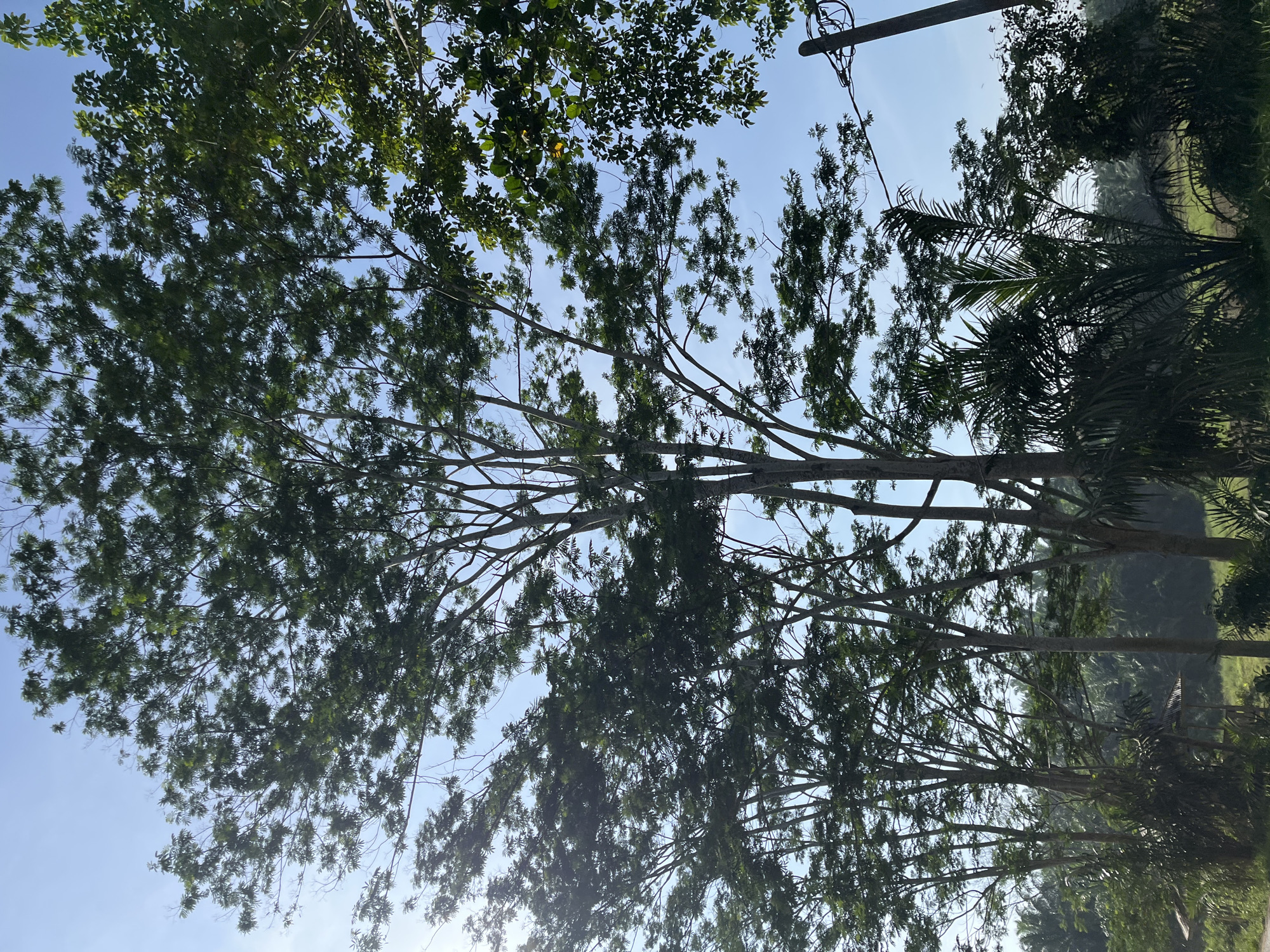 The image depicts a cluster of tall trees with dense foliage against a clear blue sky. The perspective is looking upwards, with the trees dominating the frame. In the foreground, there are also some palm-like plants and a utility pole with wires, suggesting an outdoor, potentially rural or semi-urban setting. The background shows a landscape of more vegetation, possibly fields or more trees, indicating a natural or cultivated environment. The overall impression is one of a bright, sunny day. The location is described as Sukajadi, Indonesia.