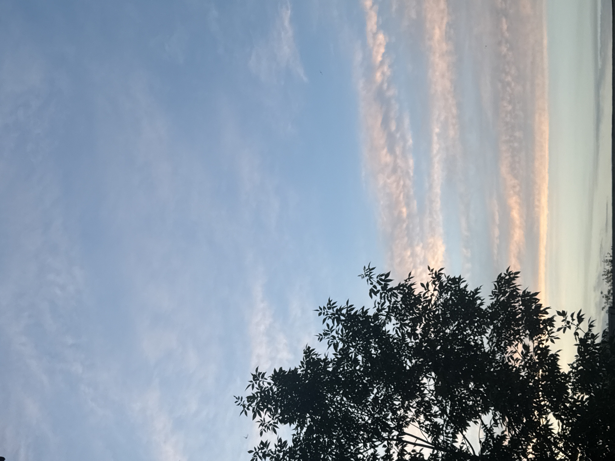 This is a vertical, medium shot of a tree silhouetted against a pastel-colored sky. The tree, with dark green leaves, occupies the left side of the frame and reaches up towards the top. The sky is a gradient of light blue at the top, transitioning to soft pink and orange hues from horizontal bands of clouds. The bottom of the image shows a faint dark line, suggesting a distant horizon, possibly with more trees or buildings. The lighting suggests it is either sunrise or sunset. There are no visible people or animals in the image. The image does not provide any specific information about the city of Orenburg, Russia, as it is a general landscape shot.