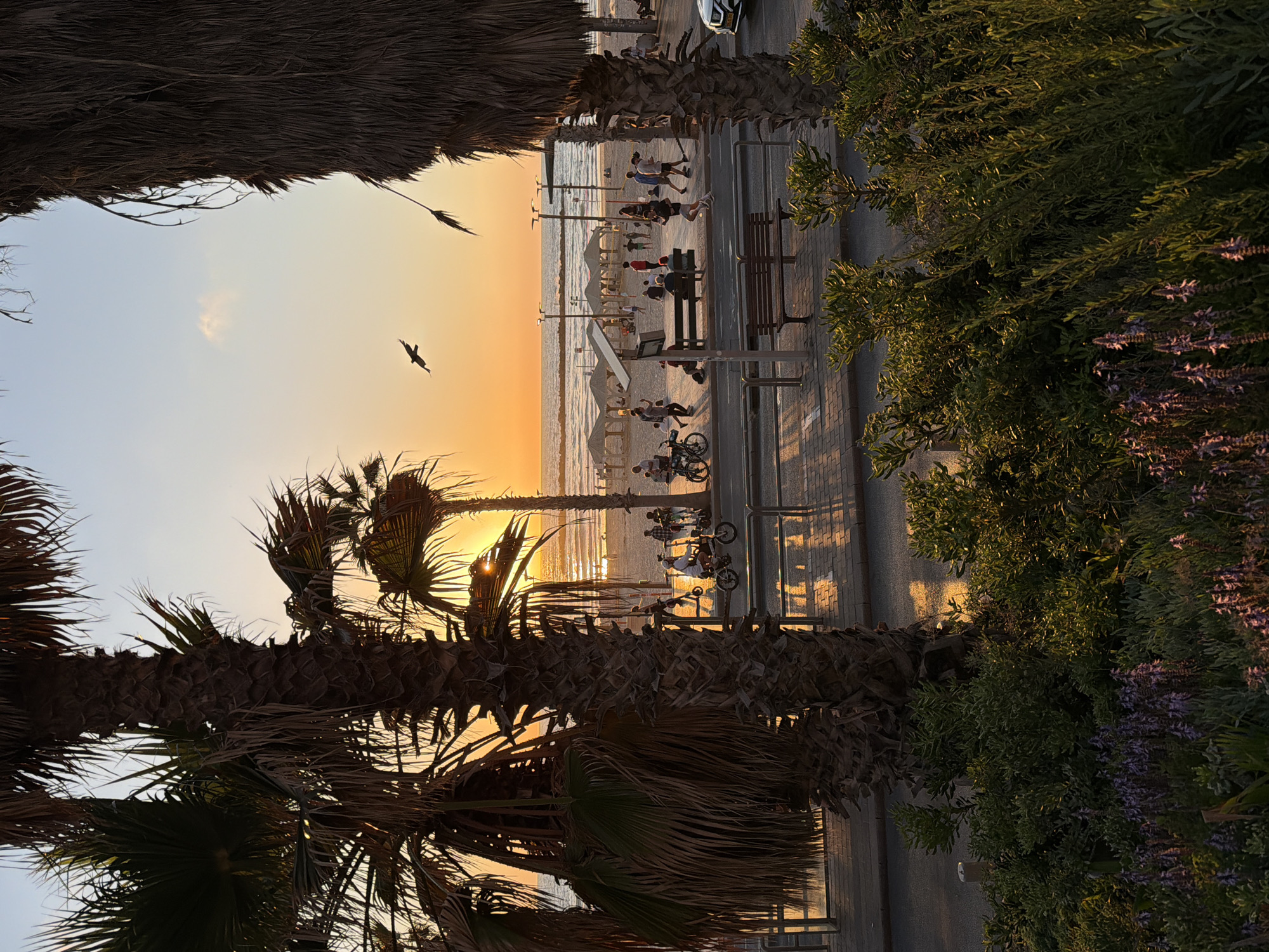 Captured from a vantage point framed by palm trees, the image portrays a vibrant beach scene in Tel Aviv, Israel, during sunset. Silhouetted against the radiant sky, the beach is populated with people engaged in various activities, including walking, sitting on benches, and riding bicycles along a seaside promenade. The sun casts long shadows on the paved walkway, extending from the foreground towards the beach. The Mediterranean Sea is visible in the background, with gentle waves meeting the sandy shore. A single bird is seen in flight against the sky. Vegetation, including bushes and purple flowers, lines the right side of the frame, adding a touch of greenery to the urban beach setting. A few beach umbrellas are visible on the sand, and some parked cars are visible further away.