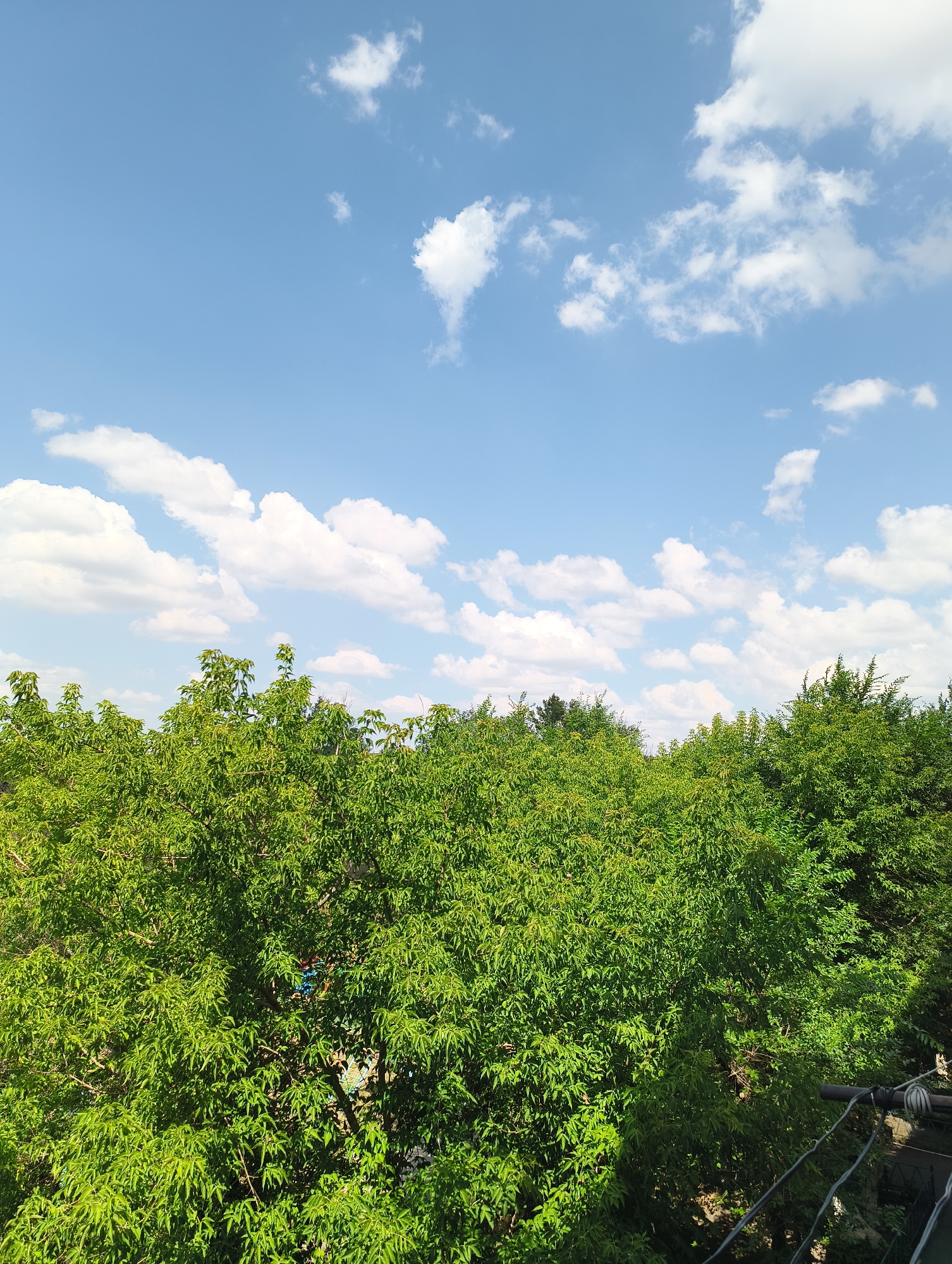 The image captures a vibrant, sunlit canopy of lush green trees against a backdrop of a bright blue sky dotted with fluffy white clouds. The trees dominate the lower two-thirds of the frame, creating a dense, leafy texture. Hints of something blue are visible within the foliage, suggesting a hidden object or structure. The upper portion of the image is a clear expanse of sky, with the clouds appearing in various sizes and shapes. The overall impression is one of a serene, natural scene on a pleasant day, likely in an outdoor setting within a city, given the presence of what appears to be utility wires in the lower right corner.