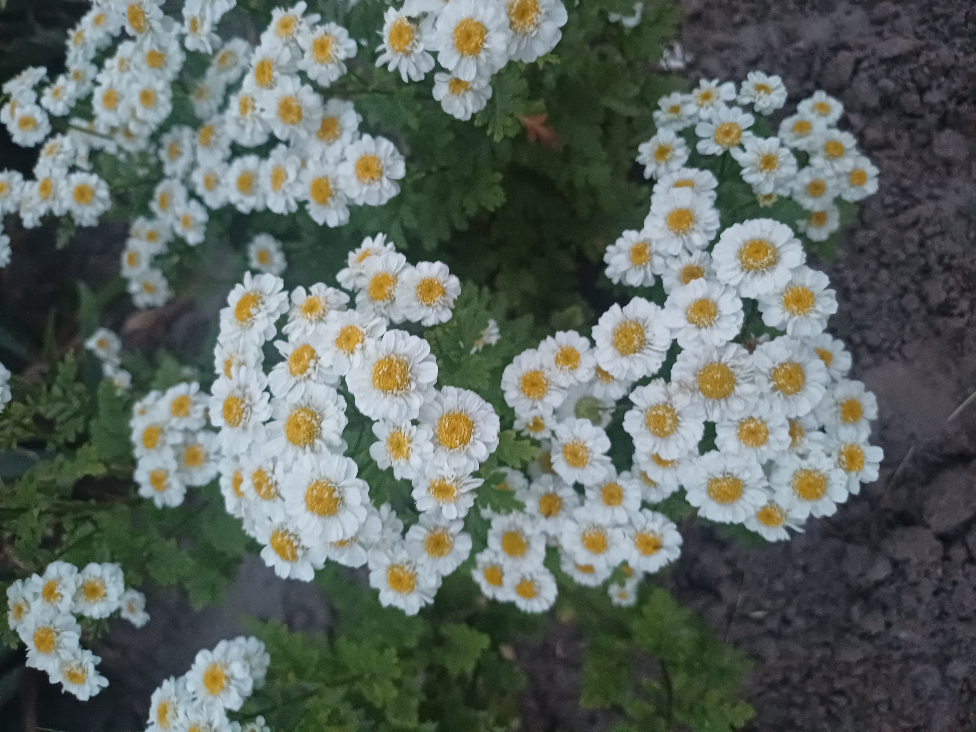 A cluster of white daisies with yellow centers are blooming in a garden in Trypillia, Ukraine. The flowers are densely packed, with some petals overlapping. Green foliage and dark soil are visible in the background.