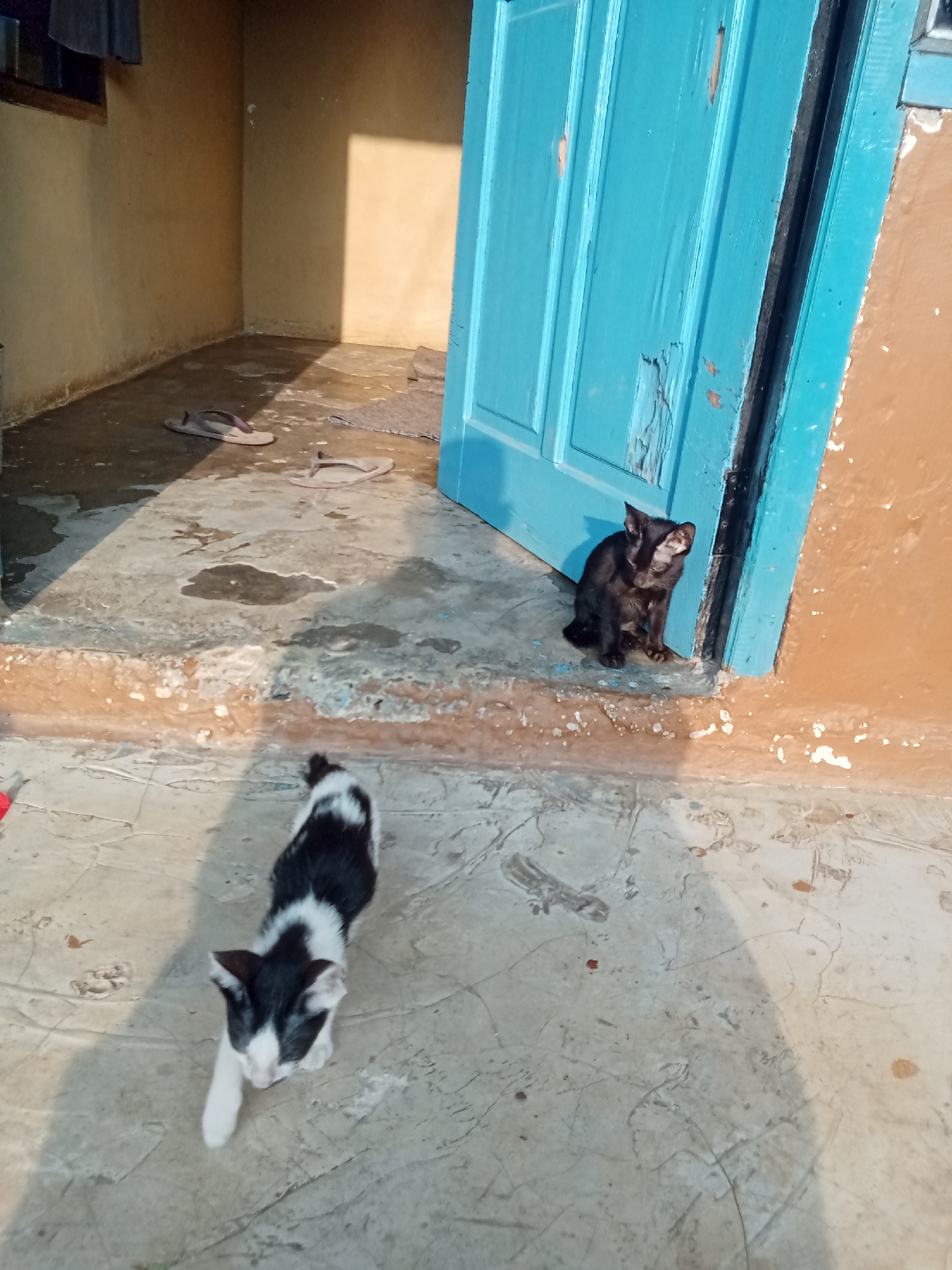 The image depicts a narrow outdoor space with a concrete floor and a light brown wall. To the right, a weathered, light blue door stands partially open. Two cats are present: a black cat sits near the doorway, facing left, and a black and white kitten walks forward towards the camera in the foreground. In the background, a window with a grey curtain is visible on the left wall. Two pairs of flip-flops and a small rug are scattered on the floor near the wall. The lighting suggests it is daytime, with shadows cast across the scene. The location is identified as Tebing Bulang, Indonesia.