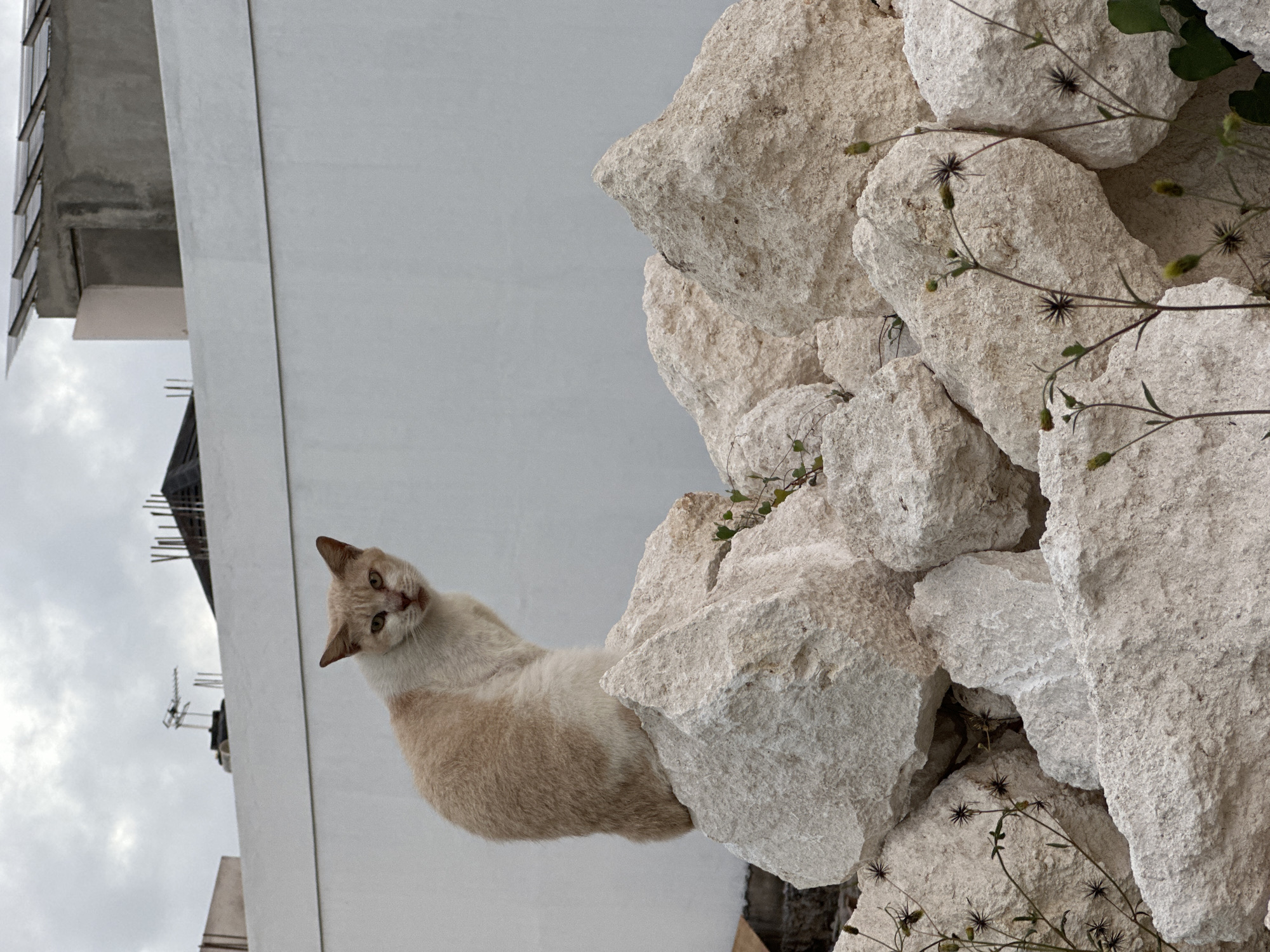 A tan and white cat is perched on a pile of large, pale rocks. The cat is looking directly at the camera with a slight smirk. In the background, a white wall and a cloudy sky are visible, with some construction elements at the top of the image. The scene appears to be outdoors, possibly in an urban or semi-urban setting.