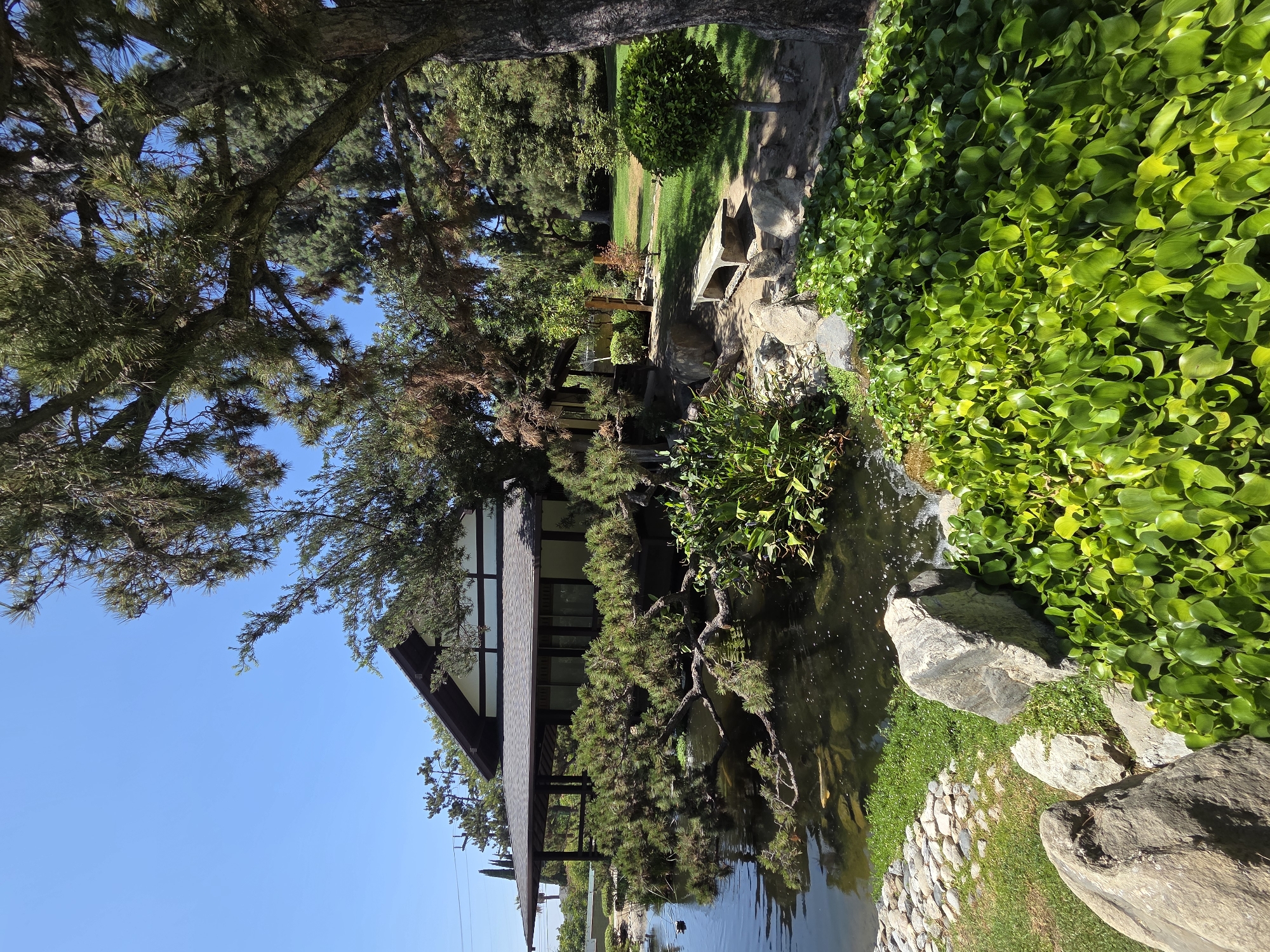 This is an eye-level, wide-angle shot of a tranquil Japanese garden on a sunny day. A traditional Japanese-style house with a dark tiled roof and white walls is visible in the background, partially obscured by trees. In the foreground, a pond reflects the sky and surrounding greenery, with a few large koi fish swimming beneath the surface. A mature pine tree with sprawling branches overhangs the pond, its needles catching the sunlight. Lush green plants, including water hyacinths, fill the edges of the pond and cluster on the rocky shore. A weathered concrete bench sits on a patch of dry earth beside the pond, offering a place to rest. The garden is surrounded by mature trees and well-maintained green grass, creating a peaceful and natural environment. The image appears to be taken in the city of Glendale, United States of America.