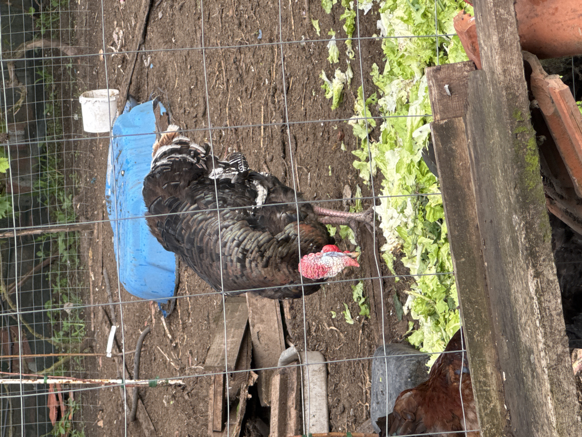 An outdoor scene captures a dark-feathered turkey within a rustic enclosure in Sarnevo, Bulgaria. The turkey, predominantly black with iridescent feathers and some white patterns, features a prominent red wattle and snood on its head. It stands on uneven dirt ground, seemingly observing its surroundings or possibly foraging.
A wire mesh fence, characterized by its rectangular grid, covers the entire foreground, indicating the viewer is outside the pen. To the right of the turkey, fresh green leafy vegetables, resembling lettuce, are scattered on the soil, likely serving as feed for the birds. A bright blue plastic container, possibly a repurposed barrel, and a smaller white plastic bucket are visible to the left. Further to the right and in the background, a pile of weathered wooden planks, some covered in moss, and broken orange terracotta tiles or pottery pieces are present. Part of a brown-feathered chicken can be glimpsed in the lower right corner, partially obscured by the wooden debris.
The scene is brightly lit, suggesting a daytime setting, possibly under overcast skies as no harsh shadows are apparent. The environment is typical of a small farm or backyard poultry pen, characterized by functional, utilitarian objects and natural elements. A small, blurry white tag or band is visible on the ground near the blue container, and another indistinguishable tag is attached to the turkey's back/wing, likely for identification. No readable text is discernible on any objects.