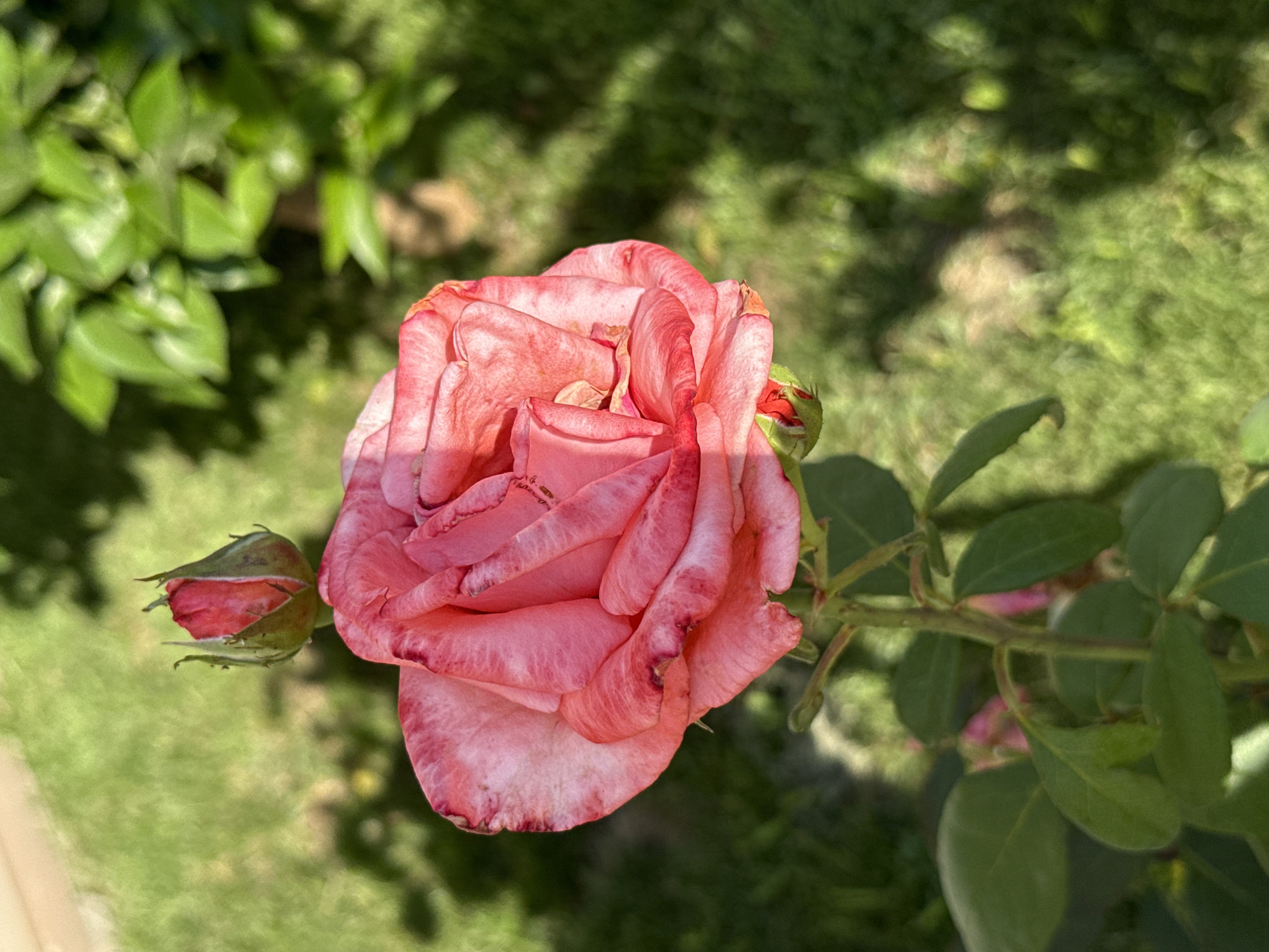 This media file features a close-up, overhead view of a single, fully bloomed pink rose with a smaller rose bud to its left. The rose petals display a gradient of pink, deepening to a darker hue along the edges, with some delicate veins visible. Sunlight casts dappled shadows across the petals, suggesting a bright, sunny day. The rose is attached to a green stem with several leaves, some of which are also in focus.
In the background, a blurred tapestry of lush green foliage and grass creates a natural, garden setting. The soft focus of the background draws attention to the intricate details of the rose. The overall impression is one of natural beauty and tranquility. The context provided indicates this photograph was taken in Alanya, Turkey, a location known for its Mediterranean climate, which would be conducive to rose cultivation. No people, text, or specific events are depicted in the image. The time of day is likely midday or afternoon, given the strong, directional sunlight.