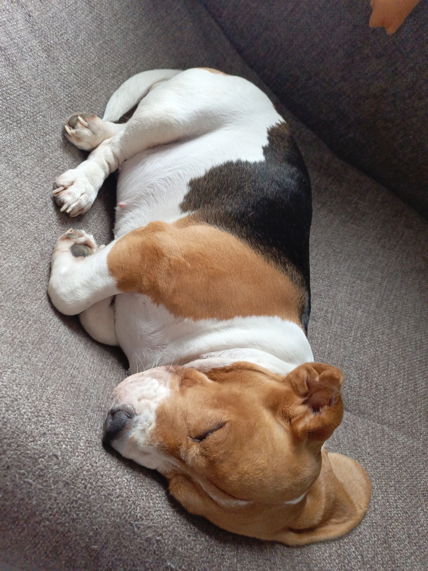 A beagle dog is sleeping on a gray couch. The dog has a brown head, a brown and black back, and a white belly. The dog's legs are curled up under its body. The dog's eyes are closed. The dog is resting on a gray, textured couch. The photo was probably not taken in the city of Markovskiy, Russia.