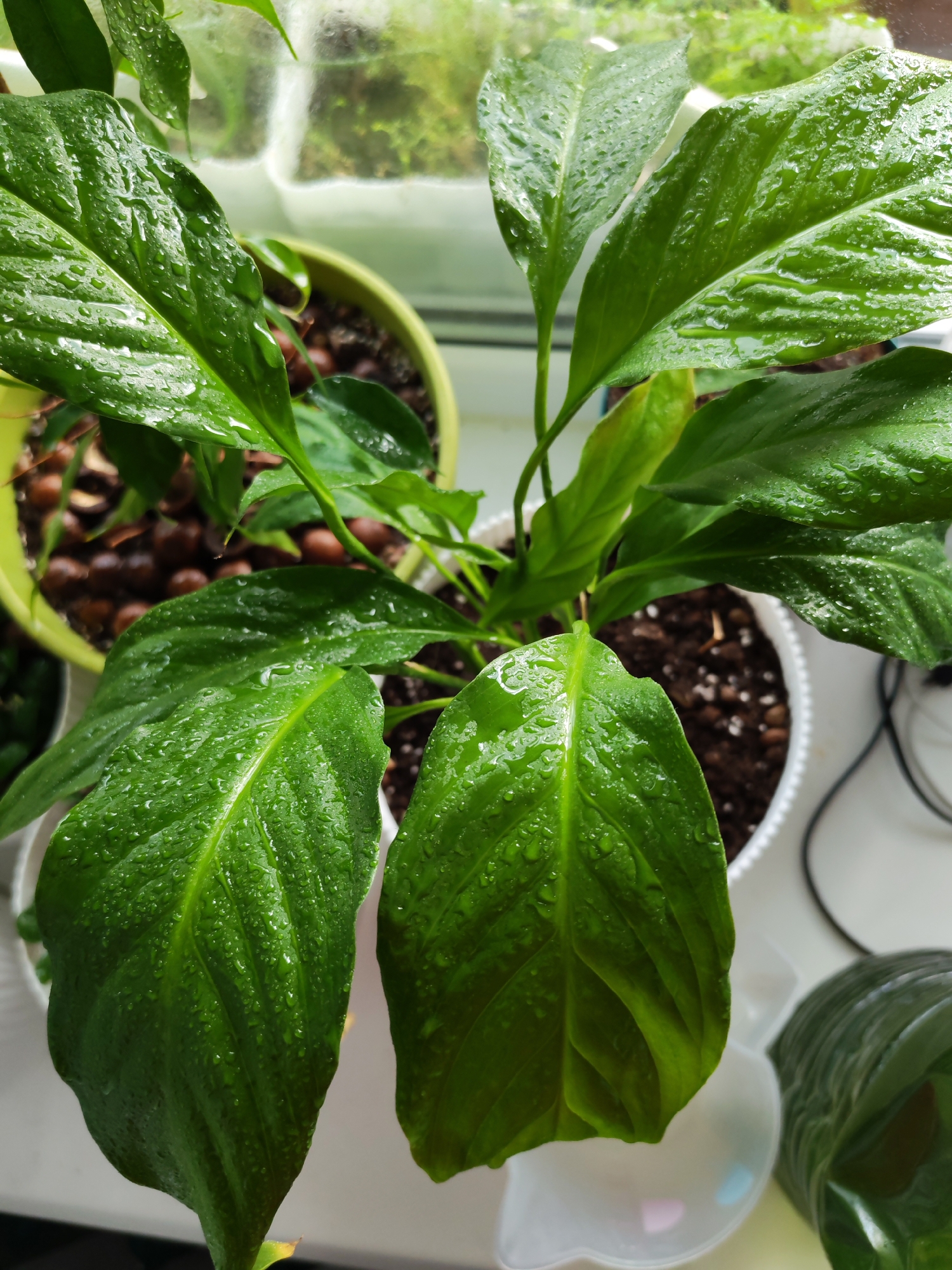 The image depicts a close-up, high-angle shot of two potted plants indoors. The main focus is a peace lily (Spathiphyllum) in a white pot, its large, glossy green leaves covered in water droplets, possibly from recent spraying or watering. Adjacent to it, slightly out of focus and to the left, is another plant in a green pot, surrounded by small, round, brown objects that may be clay pebbles or decorative stones. The potting soil is visible in both pots. The background shows a blurry view of greenery outside a window. There are no people visible in the scene. The image was taken in Izhevsk, Russia.