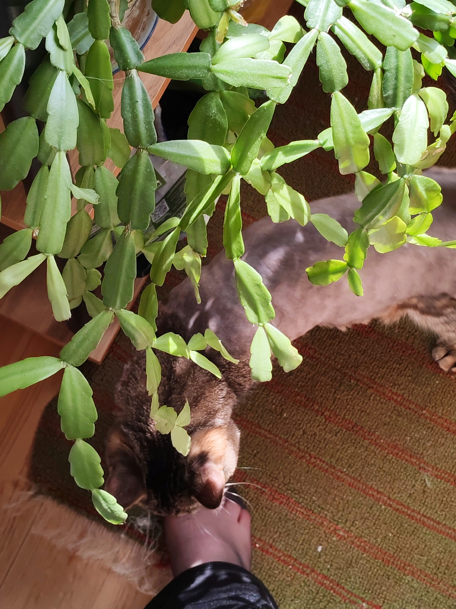 A high-angle shot shows a houseplant with segmented, light green leaves hanging down, partially obscuring a tabby cat lying on a striped rug. A foot wearing black leggings is partially visible at the bottom of the frame. The rug is green with thin red stripes. The floor is light-colored wood. The scene takes place in an indoor environment. There is no evidence of Izhevsk, Russia.