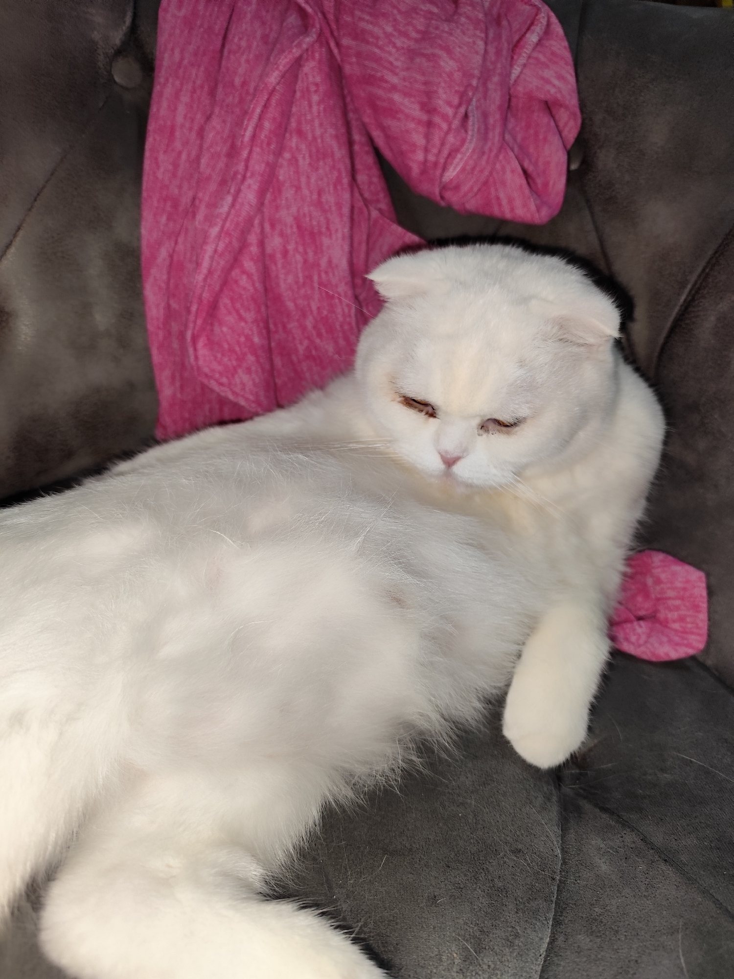A white cat with folded ears rests on a gray, tufted sofa. A bright pink shirt is draped over the top left of the sofa behind the cat. Part of another pink item is visible to the right of the cat. The scene is indoors. Location information (Sarıyer, Turkey) is not deducible from the image.