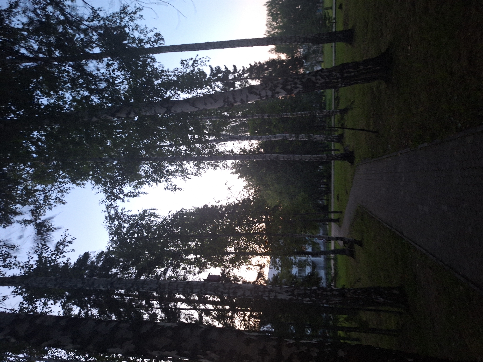 A paved pathway curves through a park in Atamanovka, Russia, bordered by grassy areas and numerous tall birch trees with distinctive white bark. The sky above is a pale blue, transitioning to lighter shades near the horizon, suggesting it is either early morning or late evening. Sunlight filters through the dense foliage of the trees, creating dappled shadows on the ground. In the background, a light-colored building with visible windows can be seen, partially obscured by the trees. A small, dark-colored birdhouse is mounted on one of the birch trees to the left of the pathway. The scene is serene and natural, with no people visible.