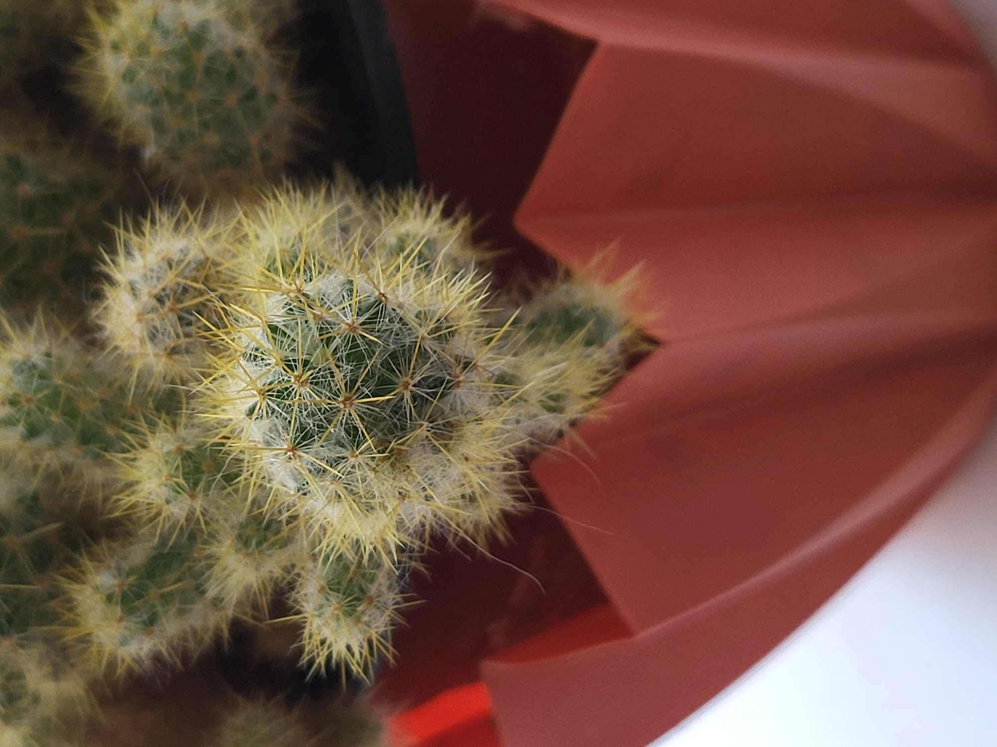 A close-up, eye-level, vertical shot shows a clump of small cacti with yellow spines and fuzzy white hairs, clustered together in a reddish-orange, pleated planter. The background is dark and out of focus, with some hints of green. The image is taken in Kalnciems, Latvia.