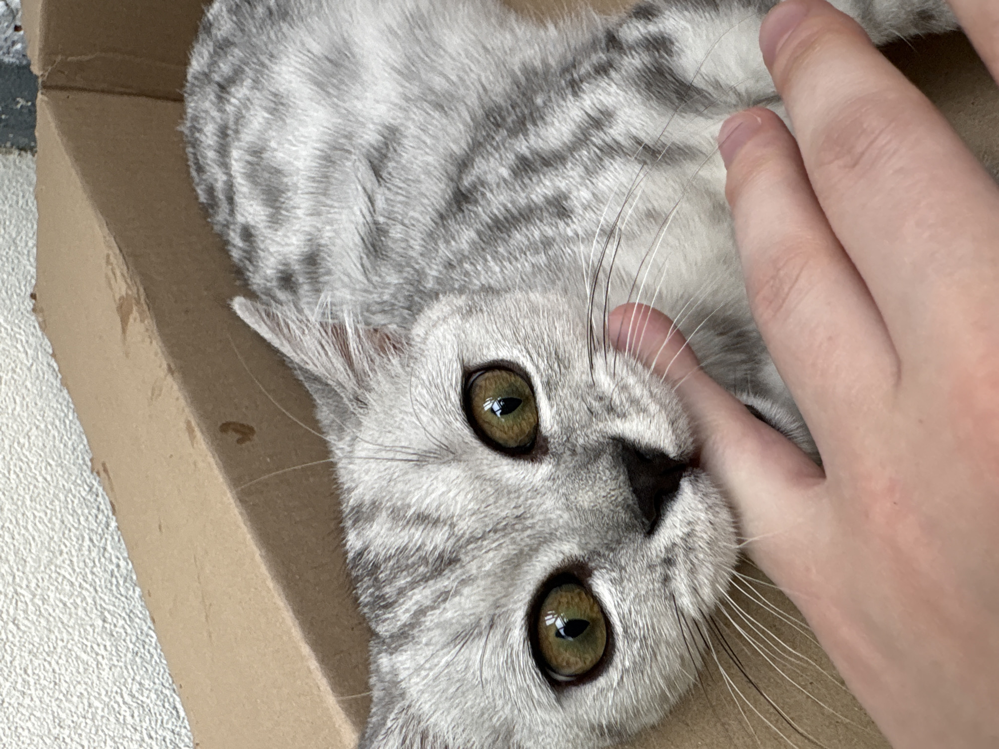 A close-up shot captures a gray tabby cat with large, green eyes lying inside a cardboard box. The cat's mouth is gently nibbling on a person's finger. The background consists of the textured interior of the box and a speckled wall. The lighting is natural and soft, highlighting the cat's fur and the details of its face. The image does not provide any specific information that would allow for its localization in Izhevsk, Russia, or any other city.