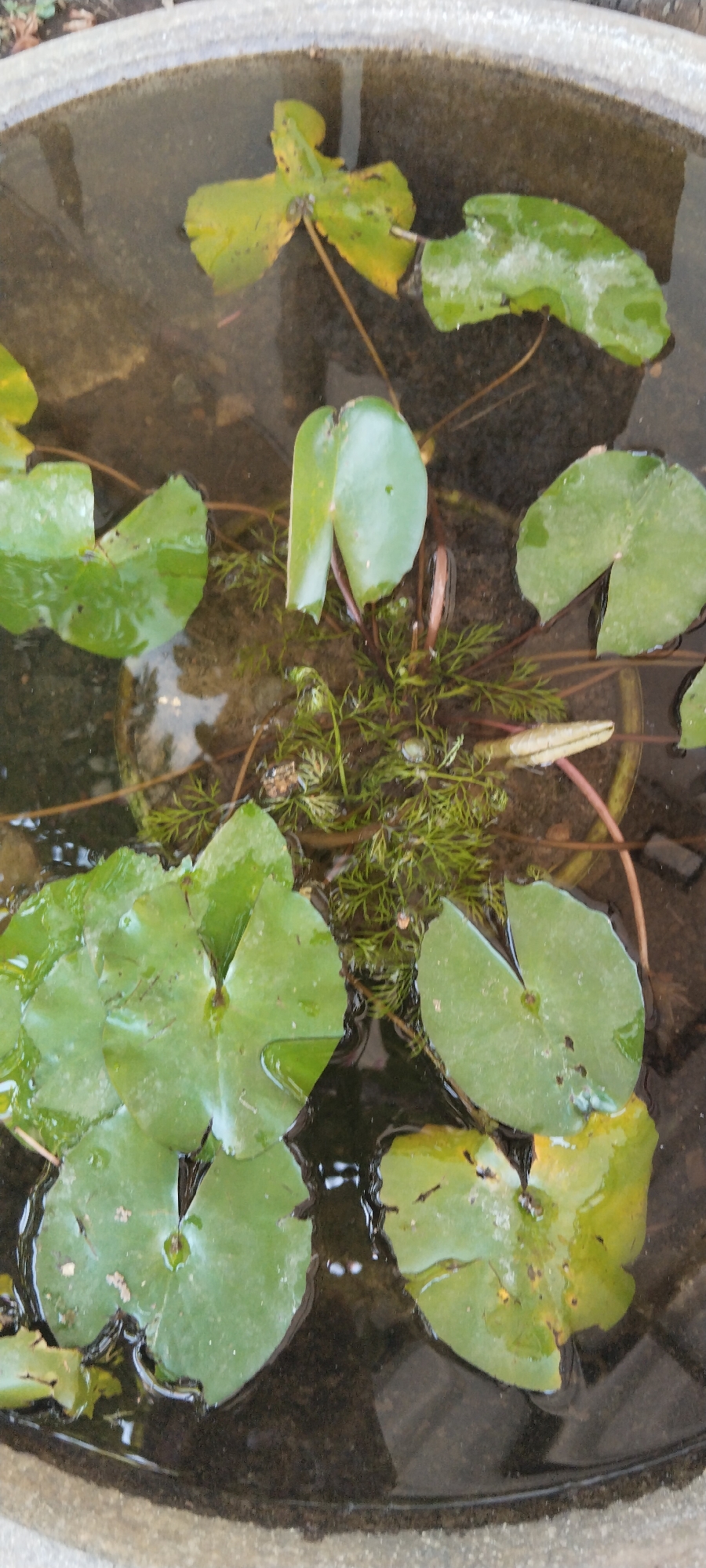 The image is a close-up, overhead shot of a portion of a water-filled ceramic pot containing water lilies. Several round, green lily pads float on the surface of the murky water, some of them partially submerged. One lily pad in the upper left quadrant is yellowing and appears to be in decay. A small cluster of feathery green aquatic plants is visible in the center of the pot, and a closed lily bud with pinkish hues is emerging from this cluster. The ceramic pot itself is rough and textured on the visible outer edge. The scene appears to be outdoors, possibly in a garden. The image does not contain any people or actions. This scene is not specific to Semarang, Indonesia, and could be found in any location with water features and aquatic plants.