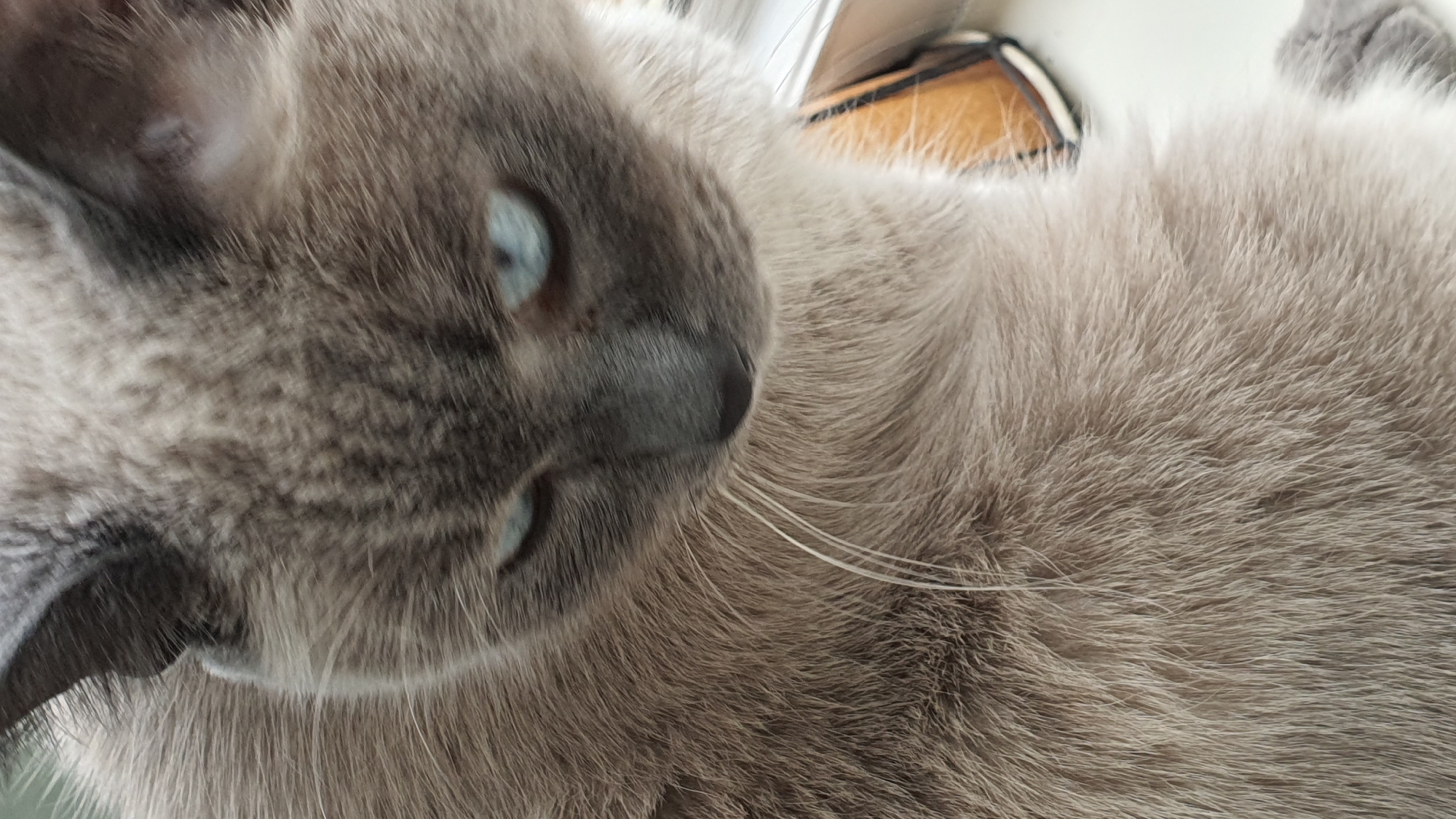 A close-up, vertical, eye-level shot shows the face and upper body of a Siamese cat with blue eyes. The cat is looking downwards and slightly to the left. The cat has light grey fur with darker grey points on its ears and face. Its whiskers are long and white. The background is blurred and appears to be indoors, possibly near a window. A portion of a brown and black object, possibly a brush or a piece of furniture, is visible on the right side of the image. The image does not contain any identifiable landmarks or contextual information that would allow for the determination of its location in Krasnoyarsk, Russia.