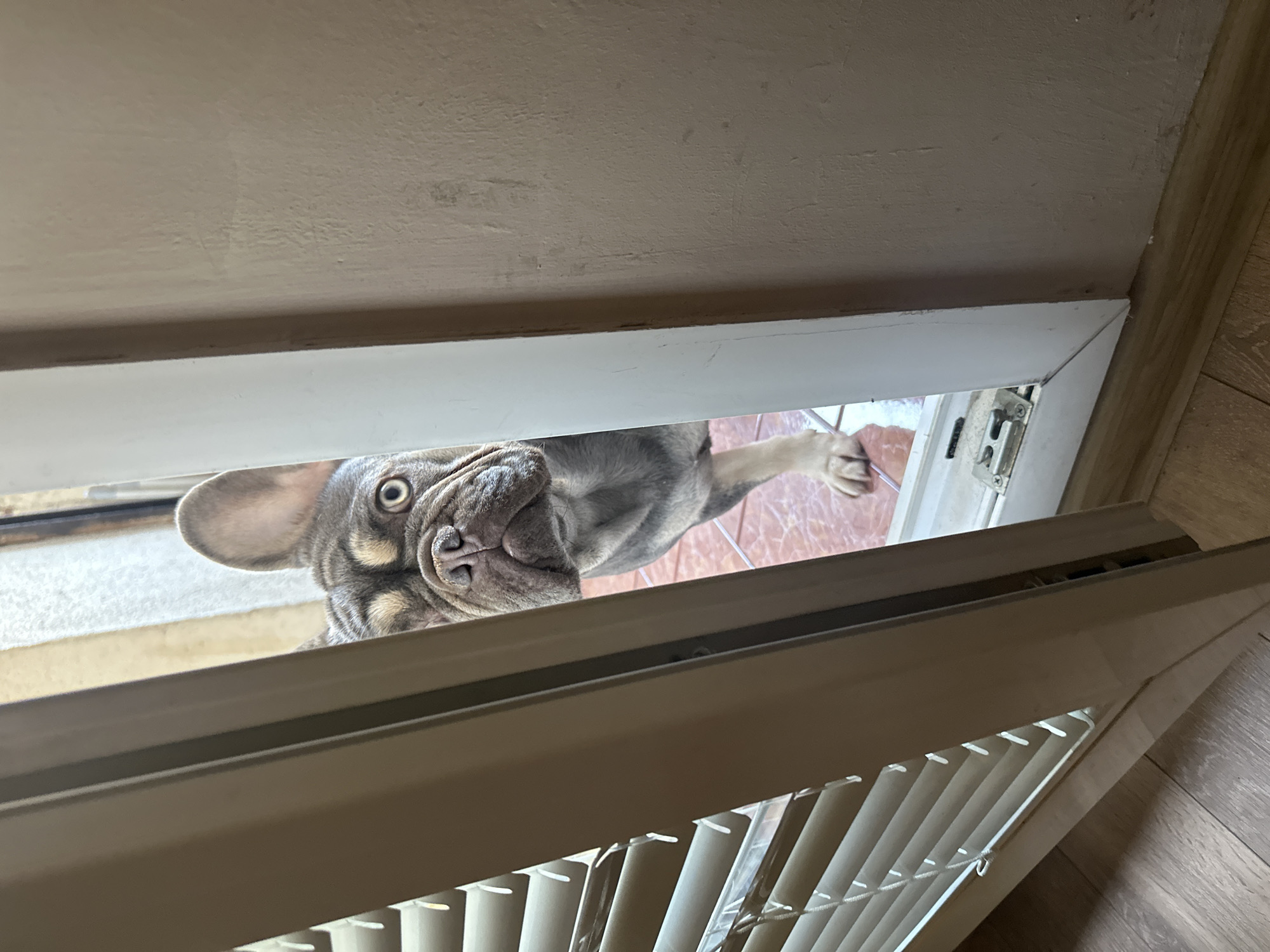 A French bulldog peeks through an open doorway, its head and shoulders visible. The dog has a grey and tan coat and large, round eyes. It is looking directly at the camera with a curious expression. The doorway is partially open, revealing blinds on the left side and a plain wall on the right. The floor in the foreground is made of wood, and the floor visible beyond the dog appears to be tiled. The scene is lit by natural light.