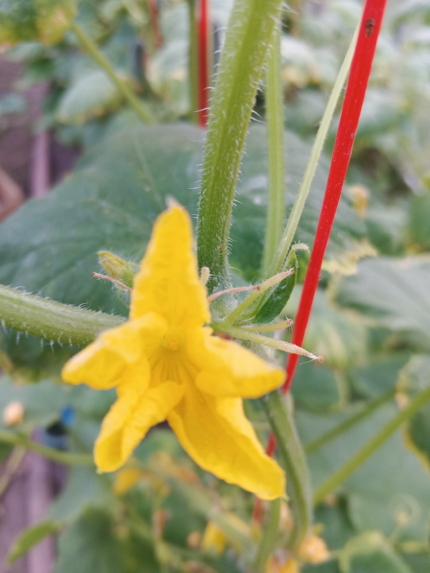 A close-up, vertical shot shows a bright yellow cucumber flower with five petals. The flower is in focus, while the background is blurred with green leaves and a red stake. The flower is surrounded by a fuzzy green stem and a small, developing cucumber. The scene appears to be in a garden or greenhouse, with no people visible. The location is identified as Suvorov, Russia.