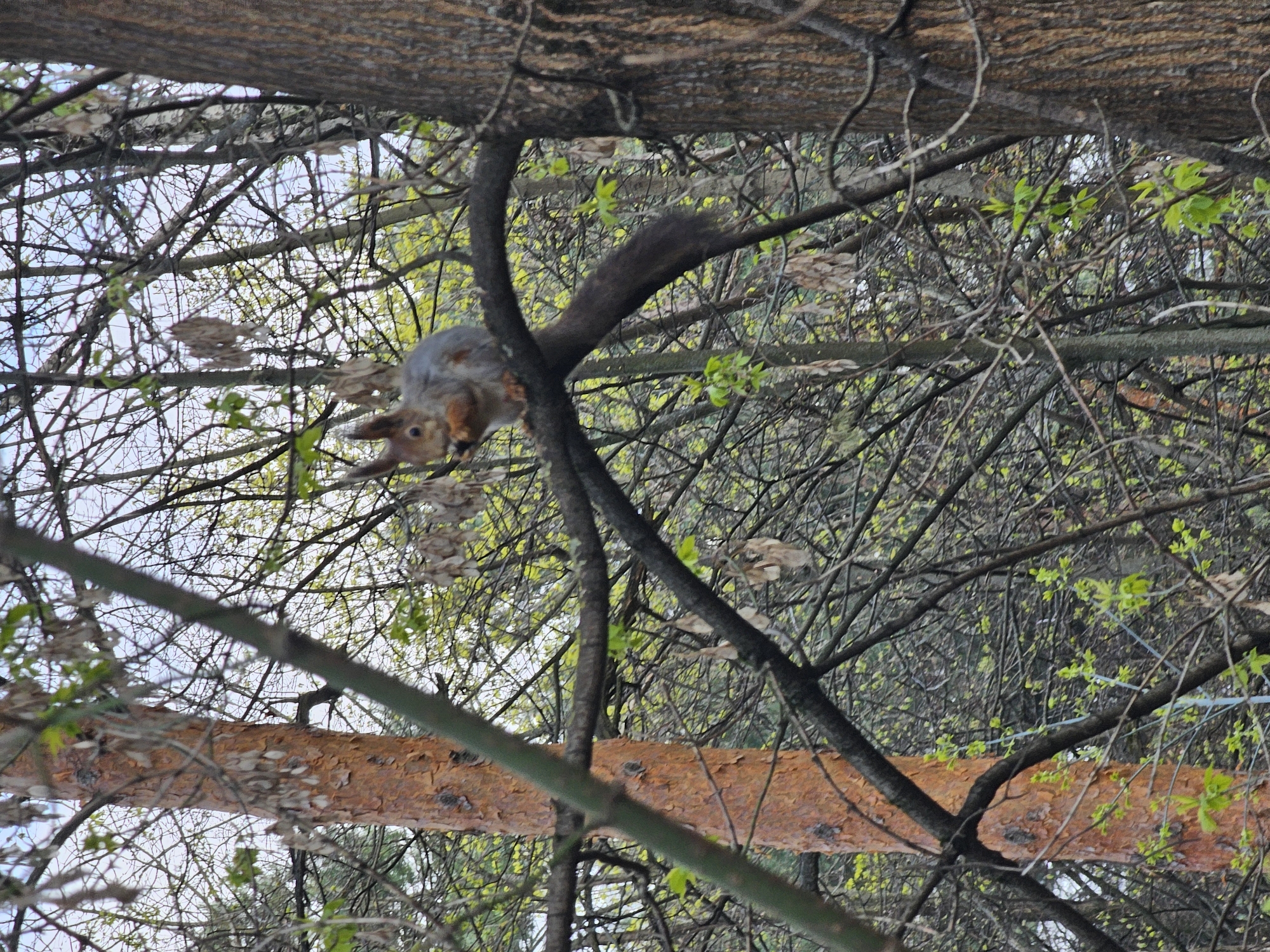 This image captures a squirrel suspended from a tree branch in a woodland setting, likely in Khimki, Russia, during early spring. The original photograph is rotated ninety degrees clockwise.
The primary subject is a squirrel, prominently featured in the upper left portion of the frame. It is depicted hanging head-downwards from a thick, dark branch, with its body angled and its front paws gripping the branch. The squirrel's fur is a mix of grey and reddish-brown, and its bushy, dark tail curves upwards around the branch behind it. The squirrel's gaze is directed downwards and slightly to the right, suggesting it is observing something below or preparing to move.
The scene is dominated by an intricate network of tree branches. Many of these slender branches are still bare, forming a dense pattern against the muted, overcast sky visible through the gaps. However, numerous clusters of vibrant, fresh green leaves are budding across the branches, indicating the nascent growth of spring. A prominent, thicker tree trunk or large branch with reddish-brown, textured bark runs horizontally across the lower middle section of the frame. Another thick, dark tree trunk is visible along the top edge.
The lighting is soft and diffused, typical of an overcast daytime, with no harsh shadows, contributing to a natural and serene atmosphere. There is no visible text in the image.