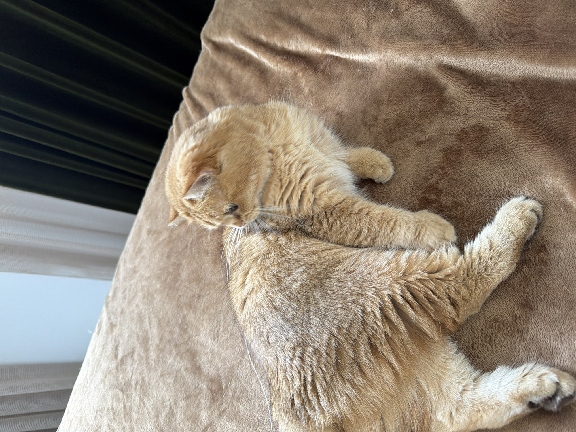 A close-up, overhead shot captures an orange tabby cat lying on a soft, brown blanket. The cat is curled up, with its head turned to the side, appearing to be grooming or resting. Its fur is a warm, golden orange, and its whiskers are long and white. The blanket has a slightly textured, plush surface, with some wrinkles and shadows indicating the way light falls on it.
In the background, to the left of the frame, dark green curtains are visible, drawn closed, with subtle horizontal pleats. Below the curtains, a sliver of a white, translucent blind or curtain is seen, suggesting an interior space with natural light filtering in. The overall impression is one of a comfortable, indoor setting. The quality of light suggests it could be daytime, possibly late afternoon given the soft shadows. No text is visible in the image. The location context of Đà Nẵng, Vietnam, is a contextual detail and not visually apparent from the image itself.