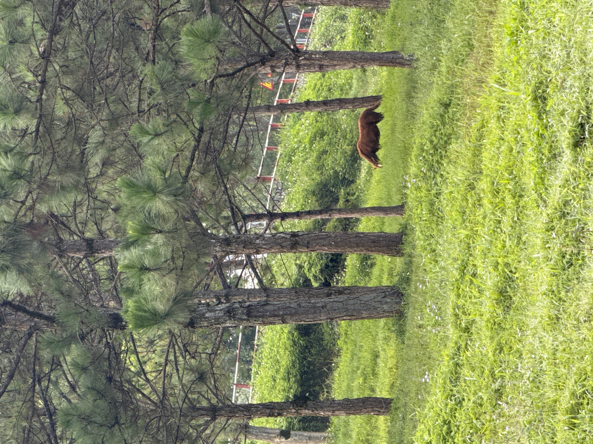 The image captures a serene scene in Da Lat, Vietnam, featuring a brown horse grazing in a lush green meadow surrounded by tall pine trees. The ground is covered in vibrant green grass dotted with small white wildflowers. In the background, a red and white striped fence runs along a grassy incline, hinting at a park or a designated area. The pine trees are dense, with their characteristic needles creating a textured canopy overhead. The lighting suggests it is daytime, with soft, diffused light filtering through the trees. The horse is the sole living creature visible in the frame, calmly engaged in grazing. The overall impression is one of natural tranquility and peaceful coexistence with nature.