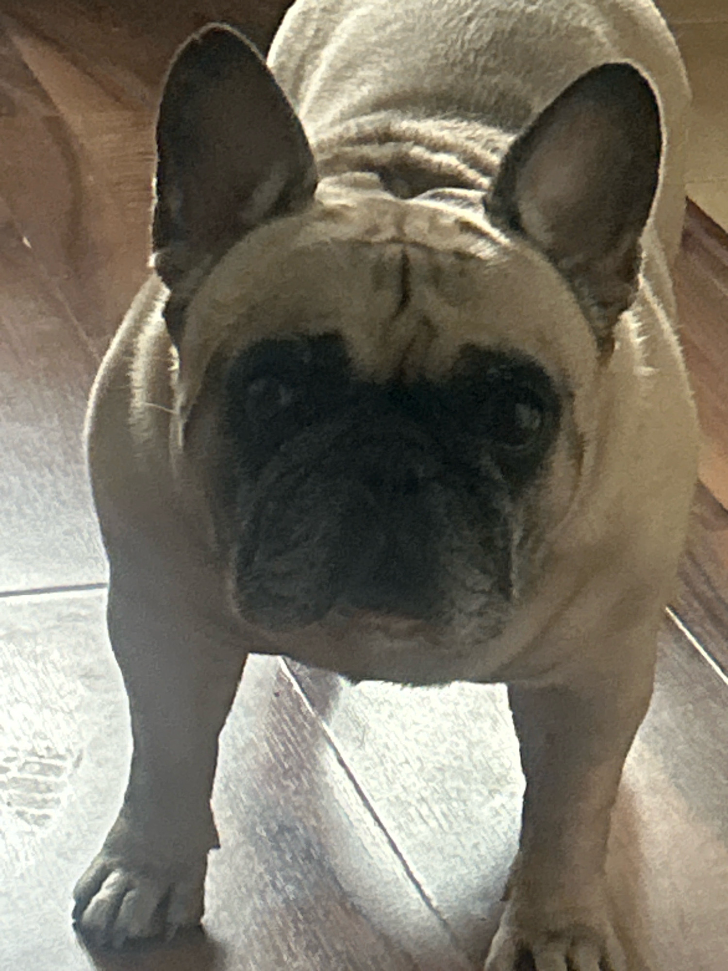 A fawn-colored French bulldog stands on a wooden floor, facing the camera. Its dark muzzle and around its eyes contrast with its lighter fur. The dog's ears are erect and pointed. The lighting in the image is natural, suggesting it was taken indoors during the day. The scene appears to be a residential setting, possibly a living room or hallway, based on the wooden flooring. There is no information provided about the location in Almaty, Kazakhstan.