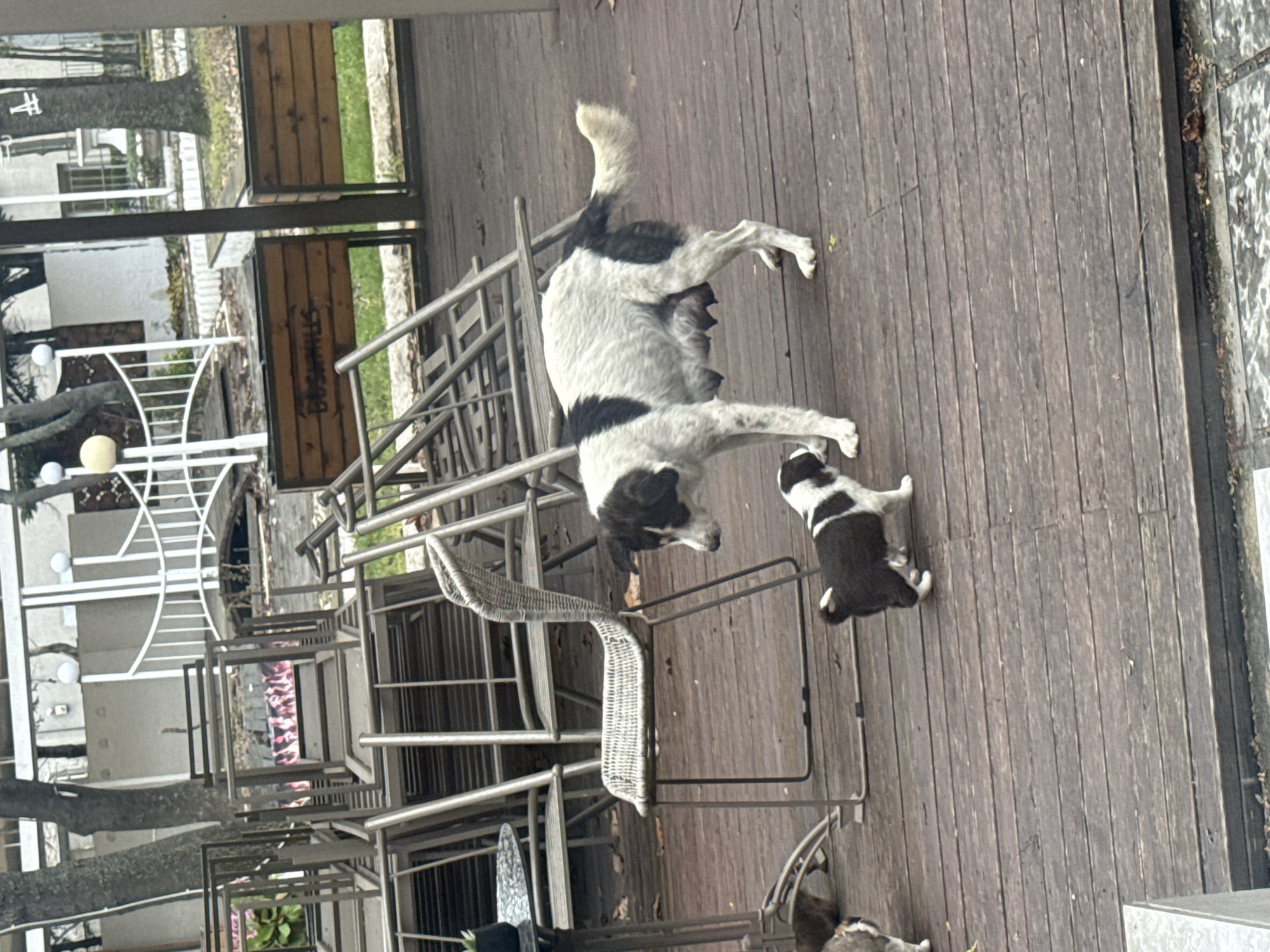 A lactating black and white dog stands on a wooden deck alongside a smaller black and white puppy. The location appears to be an outdoor dining area of a restaurant or cafe in Varna, Bulgaria, based on the style of outdoor furniture. The furniture includes metal-framed chairs, some of which are stacked. The wooden deck appears to be elevated. The view suggests a location near a body of water or a park.