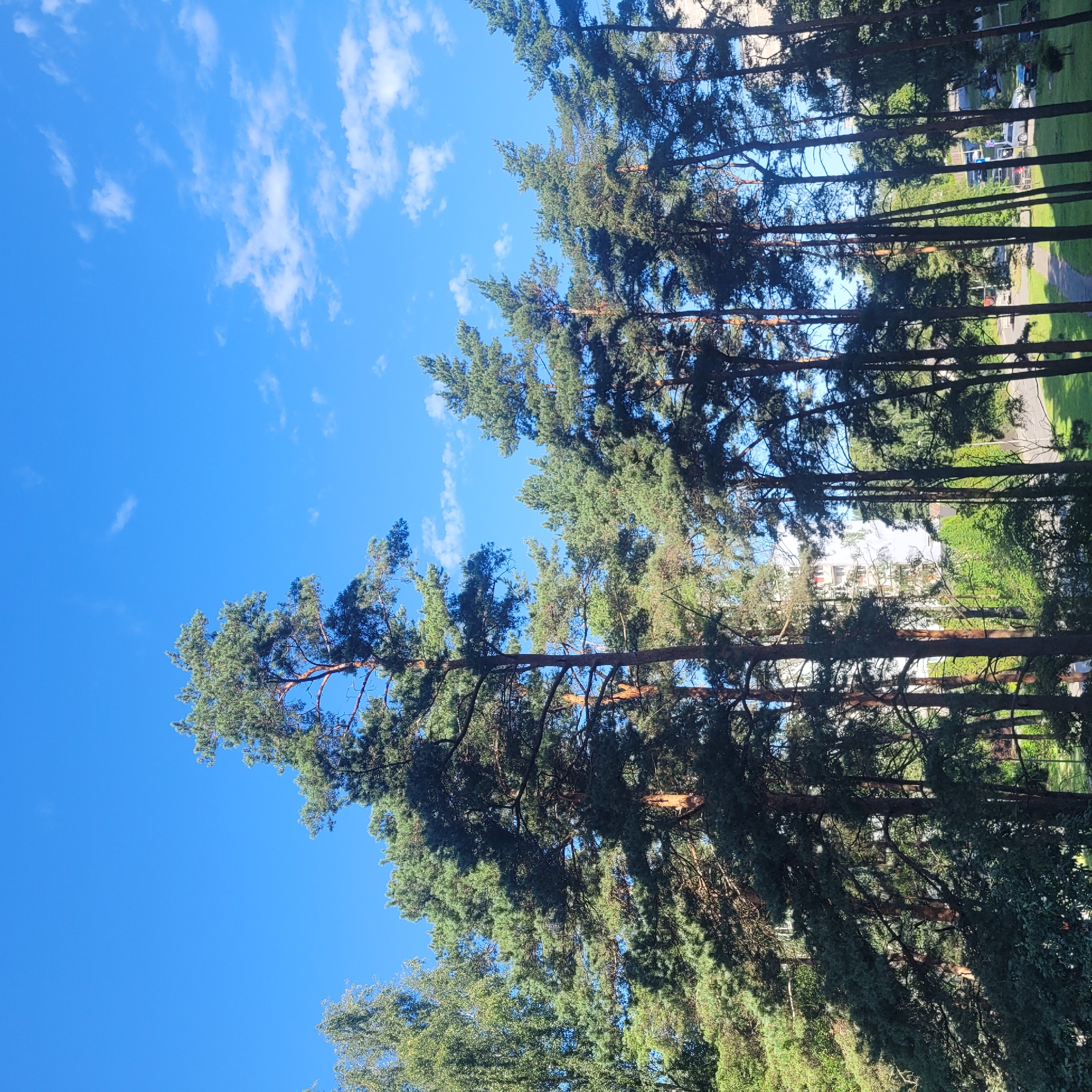The image captures a view of tall pine trees against a bright blue sky with scattered white clouds. The trees are dense with green needles and some show exposed reddish-brown bark. Sunlight filters through the branches, creating areas of light and shadow. In the background, a multi-story building with a light-colored facade and visible balconies is partially obscured by the trees. A paved path and a grassy area are visible at the base of the trees, leading towards a street with parked cars and a road. The scene appears to be an urban or suburban residential area in Jūrmala, Latvia, likely taken during daylight hours. No people are visible in the frame.