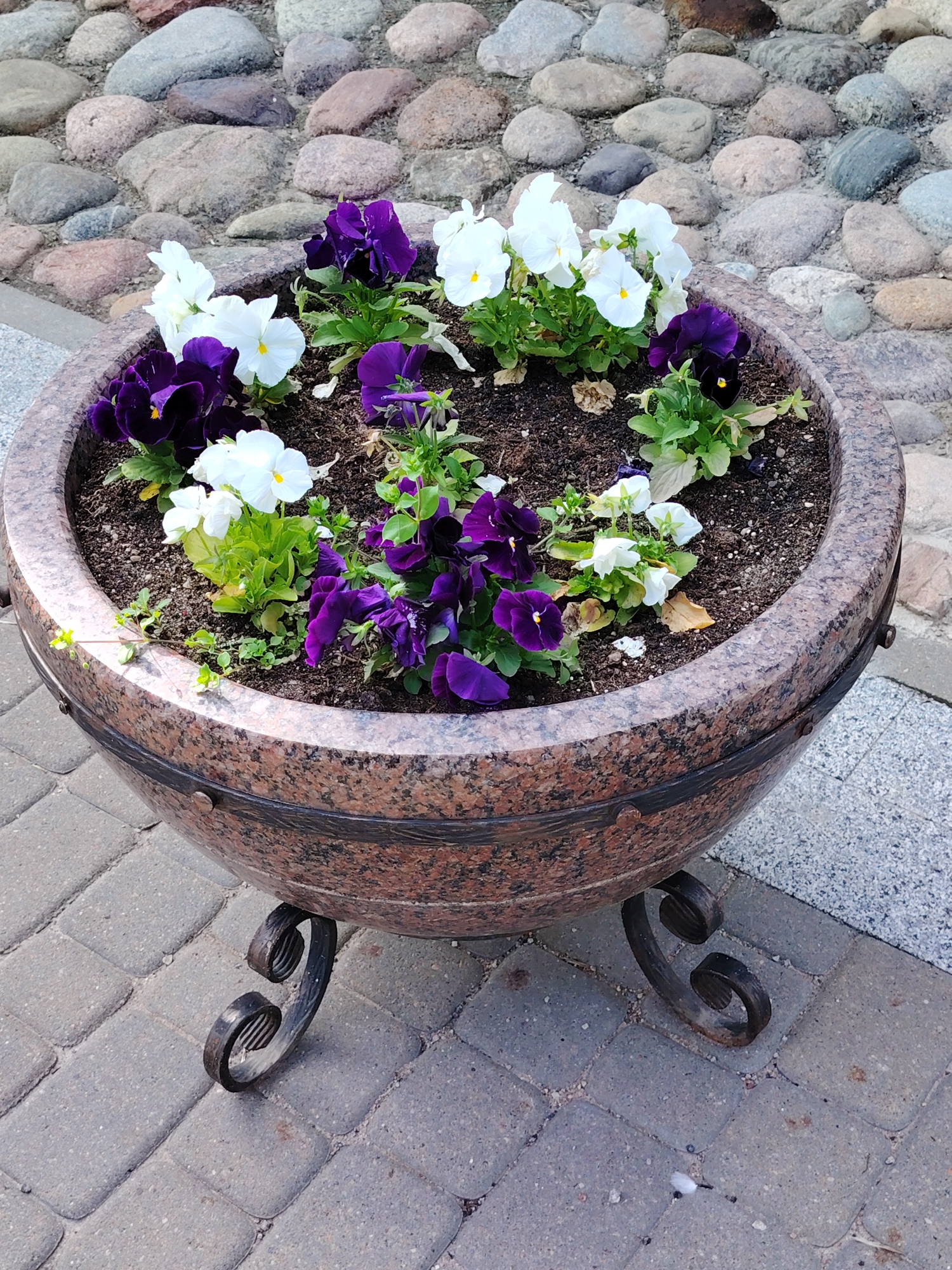 The image depicts an outdoor urban scene in Minsk, Belarus, featuring a prominent decorative planter. The central object is a large, hemispherical planter constructed from polished reddish-brown speckled granite, estimated to be approximately one meter in diameter. It rests on a dark, three-legged wrought-iron stand with ornate scrolled supports. Two dark metal bands, secured with visible fasteners, encircle the planter's mid-section.
The planter contains dark, loose soil and several blooming pansy plants (Viola x wittrockiana). The flowers are predominantly deep purple and pure white, with some exhibiting lighter purple hues. Each bloom features a small yellow center. Green foliage is visible among the flowers, alongside minimal dried plant debris within the soil.
The ground directly surrounding the planter is paved with interlocking rectangular grey concrete blocks. In the background, an irregularly laid path of rounded cobblestones is visible, composed of various shades of grey, brown, and reddish-brown stones. A small, white, feather-like object is present on the grey pavers near the base of the planter in the lower right. The scene is illuminated by natural daylight; no individuals or animals are present.