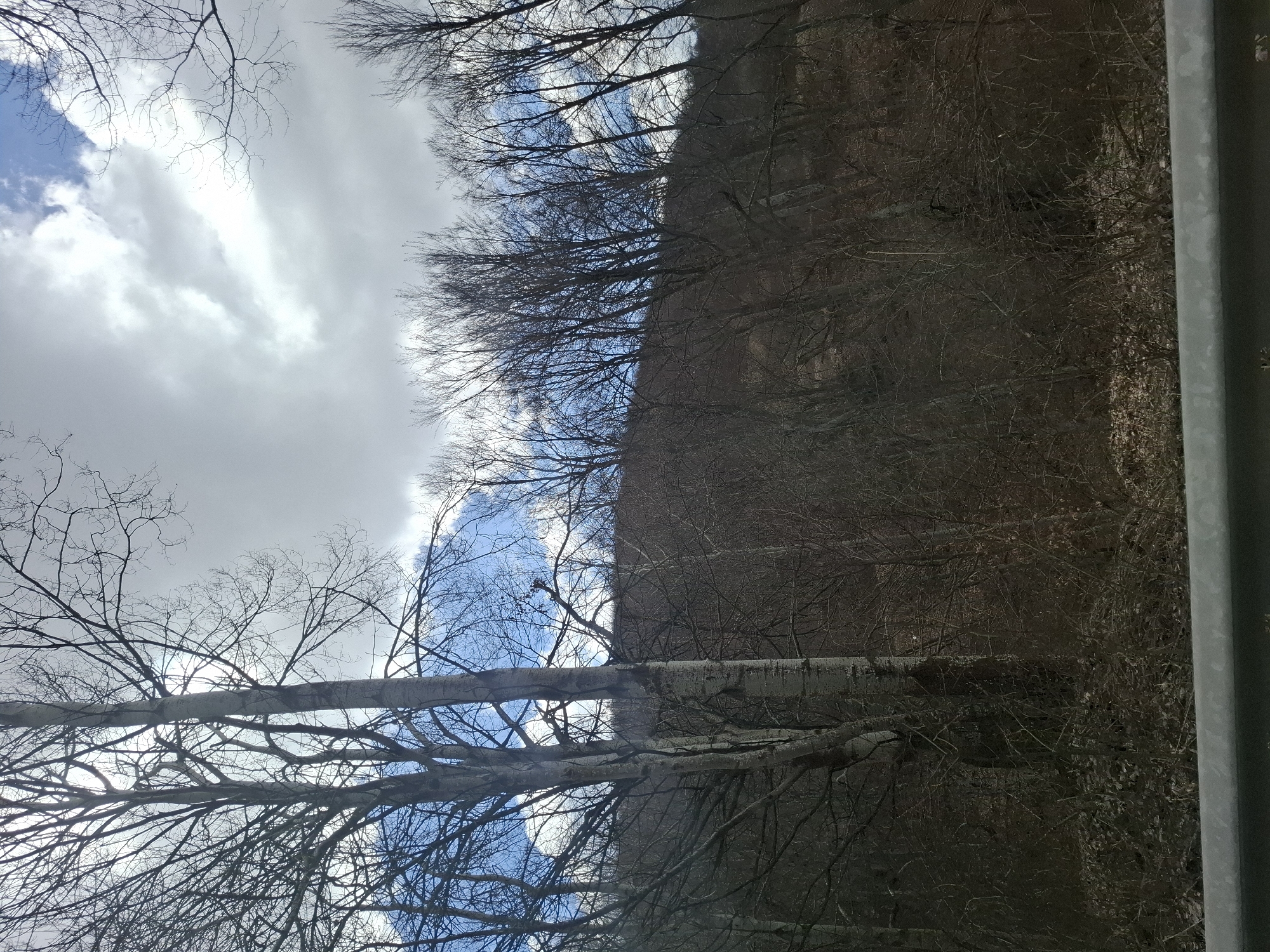 The image depicts a view upwards through bare tree branches towards a sky with scattered clouds, potentially in or near Gintsi, Bulgaria. The right side of the image features a dense forest area with leafless trees, giving a winter or early spring appearance. A gray vertical object, possibly a railing or post, is present on the right edge of the image. The sky contains patches of blue visible through the clouds. Some trees lie horizontally across the image with their white bark and detailed branching structure adding to the complexity. The image is taken from a low angle, emphasizing the height of the trees. There are no people visible.
