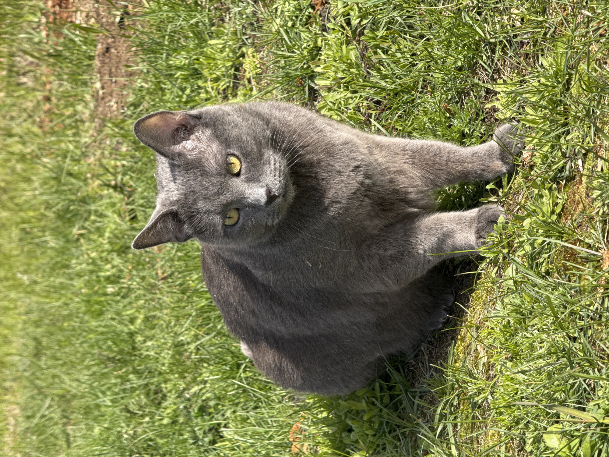A grey domestic short-haired cat is captured sitting outdoors in lush green grass under bright natural daylight. The cat, which appears to be a Russian Blue or similar breed with distinctive grey fur and luminous yellow-green eyes, is the primary subject. It is positioned with its body slightly angled while its head is turned and tilted, looking directly at the viewer with an alert and curious expression. Its front paws rest gently on the grass in front of it.
The scene is brightly lit, indicating a sunny day, likely morning or afternoon, with clear skies. Short, distinct shadows are cast on the grass, suggesting strong overhead sunlight. The background features blurred green grass and patches of dry earth, consistent with an outdoor setting such as a garden or yard. The vibrant green of the grass provides a natural backdrop that contrasts with the cat's sleek grey coat. There are no other animals, people, or visible text in the image. The location context is Bol'shoye Kozino, Russia.