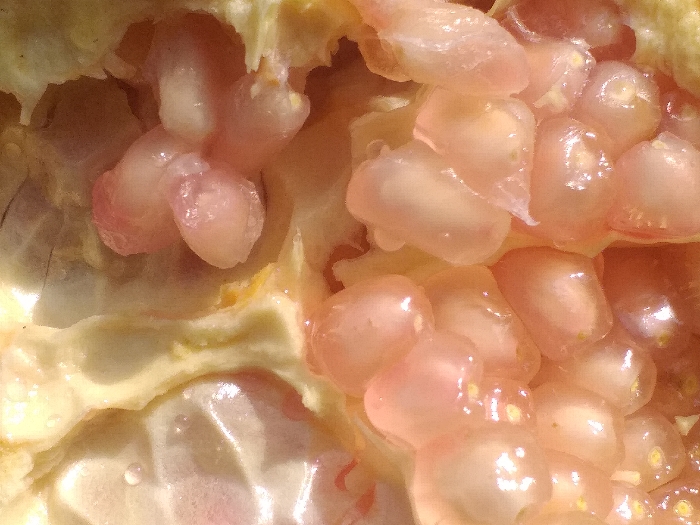 A close-up, macro photograph captures the interior of a pomegranate. Numerous translucent arils, ranging in color from pale pink to light orange, are visible. The arils appear plump and glossy, reflecting light, with some exhibiting faint yellowish centers. Irregular, fibrous segments of creamy white to yellowish pith and membrane partition the clusters of arils. The fruit appears fresh and moist under bright illumination. This scene is located in Mns Alue, Indonesia.