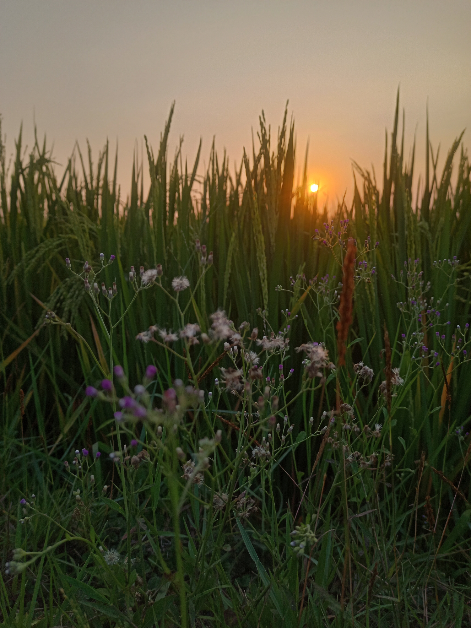 The image depicts a rice paddy field in Karangtalun, Indonesia, at sunset. The sun, a bright orange orb, is partially obscured by the tall green stalks of rice plants, casting a warm glow across the scene. In the foreground, delicate wildflowers with small purple and white blossoms dot the landscape, adding a touch of color to the lush greenery. The sky above is a soft, hazy orange, typical of a sunset. The overall impression is one of natural beauty and tranquility, with the vibrant colors of nature illuminated by the setting sun.