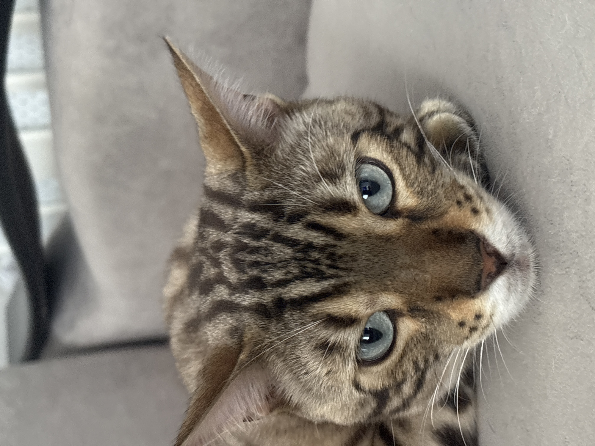 A Bengal cat with striking blue eyes is resting its head on a light gray surface, likely a couch. The cat's fur displays its characteristic tabby markings, with black stripes on a golden-brown coat. The background is blurred, showing a hint of a dark chair and what appears to be a textured wall. The image is a close-up shot, focusing on the cat's face and upper body. The location of Noviy, Russia, is not discernible from the provided image.