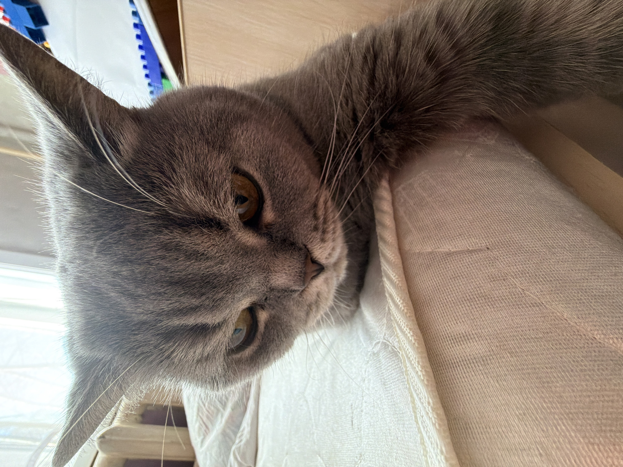 A close-up, eye-level portrait features a domestic cat, likely a British Shorthair, lying down and looking directly into the camera. The cat has dense, grey-blue fur and prominent, amber-yellow eyes that appear calm and curious. Its long, white whiskers are clearly visible, extending from its muzzle, and fine white hairs can be seen within its pointed left ear. The cat's head and part of its body are positioned diagonally across the frame.
The cat is resting on a textured, light-colored fabric, which appears to be off-white or cream-colored, possibly a cushion or blanket with a visible woven pattern. In the softly blurred background to the upper left, hints of blue and red objects suggest an indoor environment, possibly books on a shelf. To the right of the cat, a bright, diffused light source, indicative of a window, backlights parts of the cat's fur, emphasizing its soft texture. The lighting suggests it is daytime. No discernible text is present in the image. The scene captures a peaceful moment in a home setting.