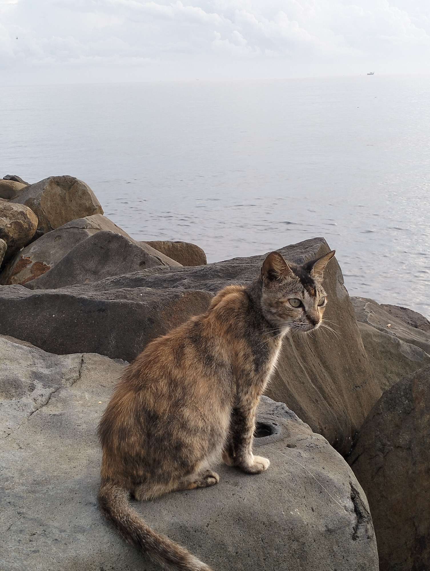 A cat sits on a boulder at a rocky shoreline in Lhokseumawe, Indonesia. The cat, predominantly brown and gray with darker markings on its head, has its tail wrapped around its body and looks out towards the sea. The sea, a pale gray color, meets a horizon obscured by a layer of fog or mist. In the distance, a small boat is visible on the water. The sky above is overcast with light, gray clouds. The shoreline is made up of various-sized, gray boulders.