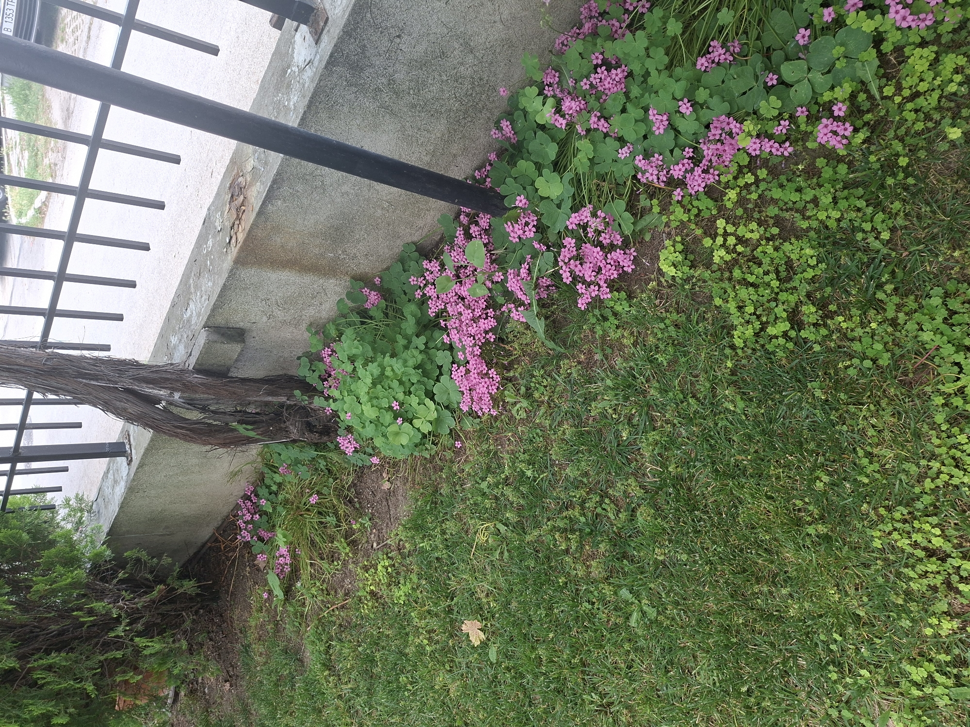 A medium shot captures a low-lying garden area adjacent to a concrete border and a black metal fence. The foreground is dominated by a lush green lawn, interspersed with small clusters of clover-like green plants and a single fallen, dry, brown leaf. To the right, bordering the concrete, is a dense patch of vibrant green foliage adorned with numerous small, delicate pink flowers. This flowering plant, likely a type of oxalis, carpets the ground and climbs slightly up the concrete wall. A thick, gnarled, dry tree trunk is positioned centrally, leaning against the concrete border and partially obscuring the view of the fence. The concrete border itself appears weathered, with some staining and chipping. Behind the border, a black metal fence with vertical bars is visible, with a street and buildings in the background. A license plate is partially visible on a vehicle in the far background, reading "B 1353 TP". The scene appears to be an outdoor environment, possibly a residential or public garden space in Aksakovo, Bulgaria, judging by the license plate format. No people are present in the image.