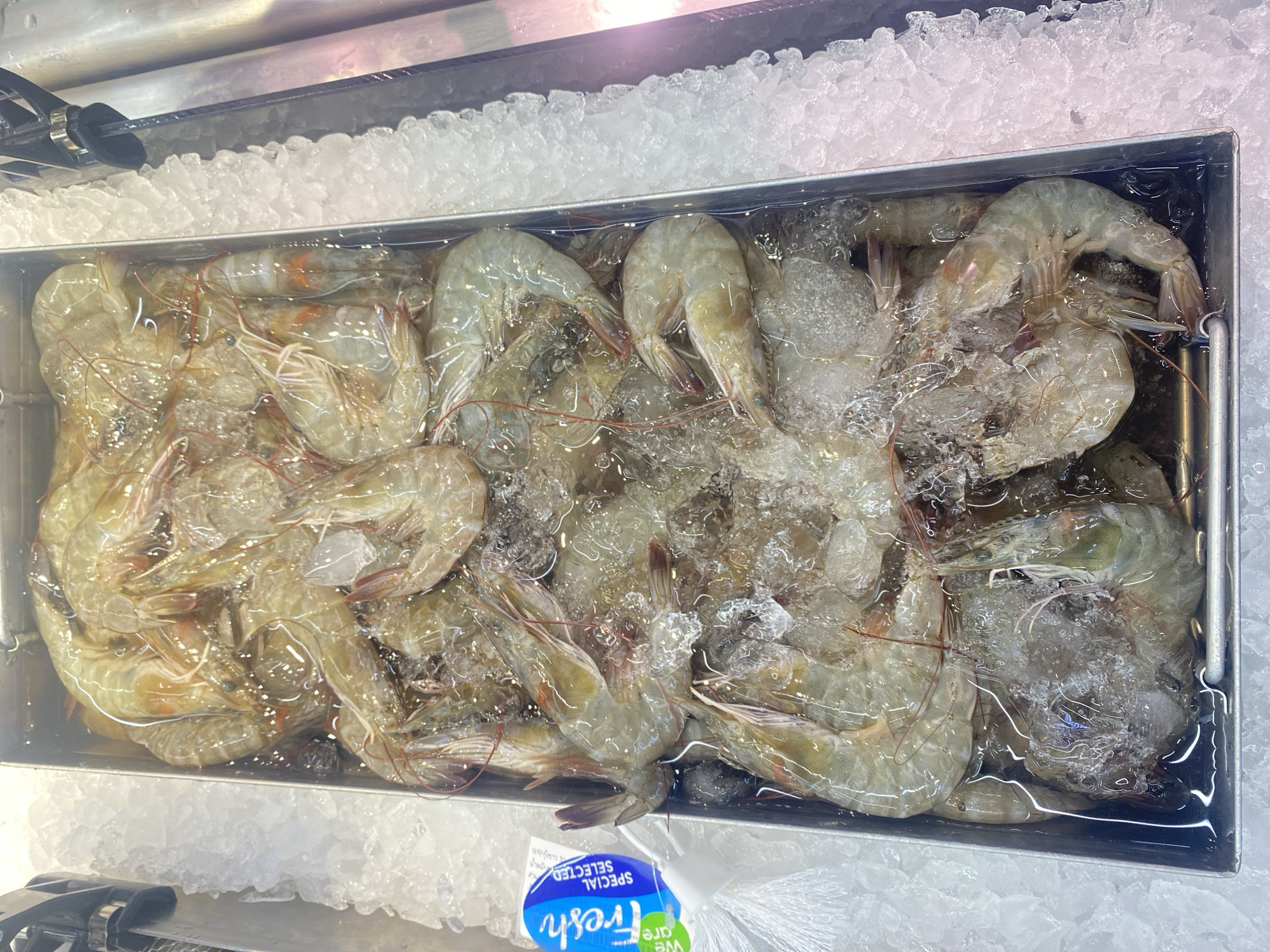The image presents an overhead view of a refrigerated display case filled with fresh, raw prawns (shrimp) and crushed ice. The setting appears to be a seafood counter in a supermarket or fish market, located in Moo 1, Thailand.
Hundreds of whole, shell-on prawns, predominantly light greyish-green in color, are tightly packed within a rectangular metal container. They are largely submerged in water, which, along with the generous amount of crushed ice, serves to keep them chilled and fresh for sale. Some prawns display delicate reddish antennae or legs. A pair of black metal tongs is visible resting on the ice in the upper left corner, suggesting a self-service arrangement for customers to select their seafood.
A blue and white plastic label or bag is partially visible at the bottom of the frame. The text "fresh" is prominently displayed in blue stylized lettering, with "SPECIAL SELECTED" visible above it, printed upside down. Part of "We care" is also discernible. The lighting is bright and uniform, characteristic of an indoor retail environment. No individuals are visible, keeping the focus entirely on the seafood display.