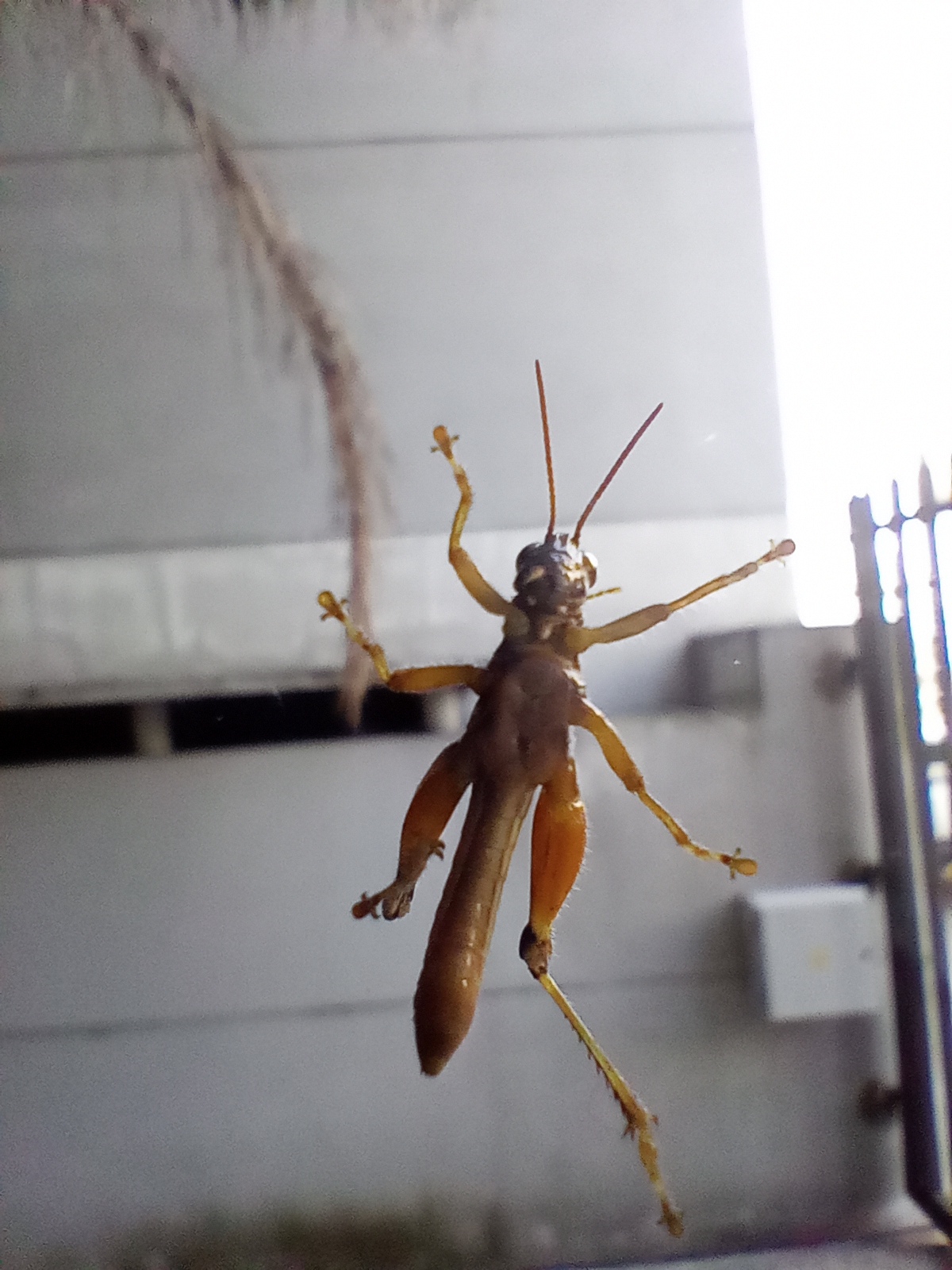 A dorsal close-up shot shows an insect with an elongated, brown body, four legs, and two antennae, clinging to a glass or similarly transparent surface. The insect's body is tapered at the end, and its legs are thin and yellowish. The background is blurry and shows a white wall, a window, and part of a metal railing, possibly indicating an urban setting like the city of Buenos Aires, Argentina. The lighting is bright, which helps illuminate the insect, though the angle of the light casts a shadow. A thin, fibrous object is visible in the upper left corner of the frame.