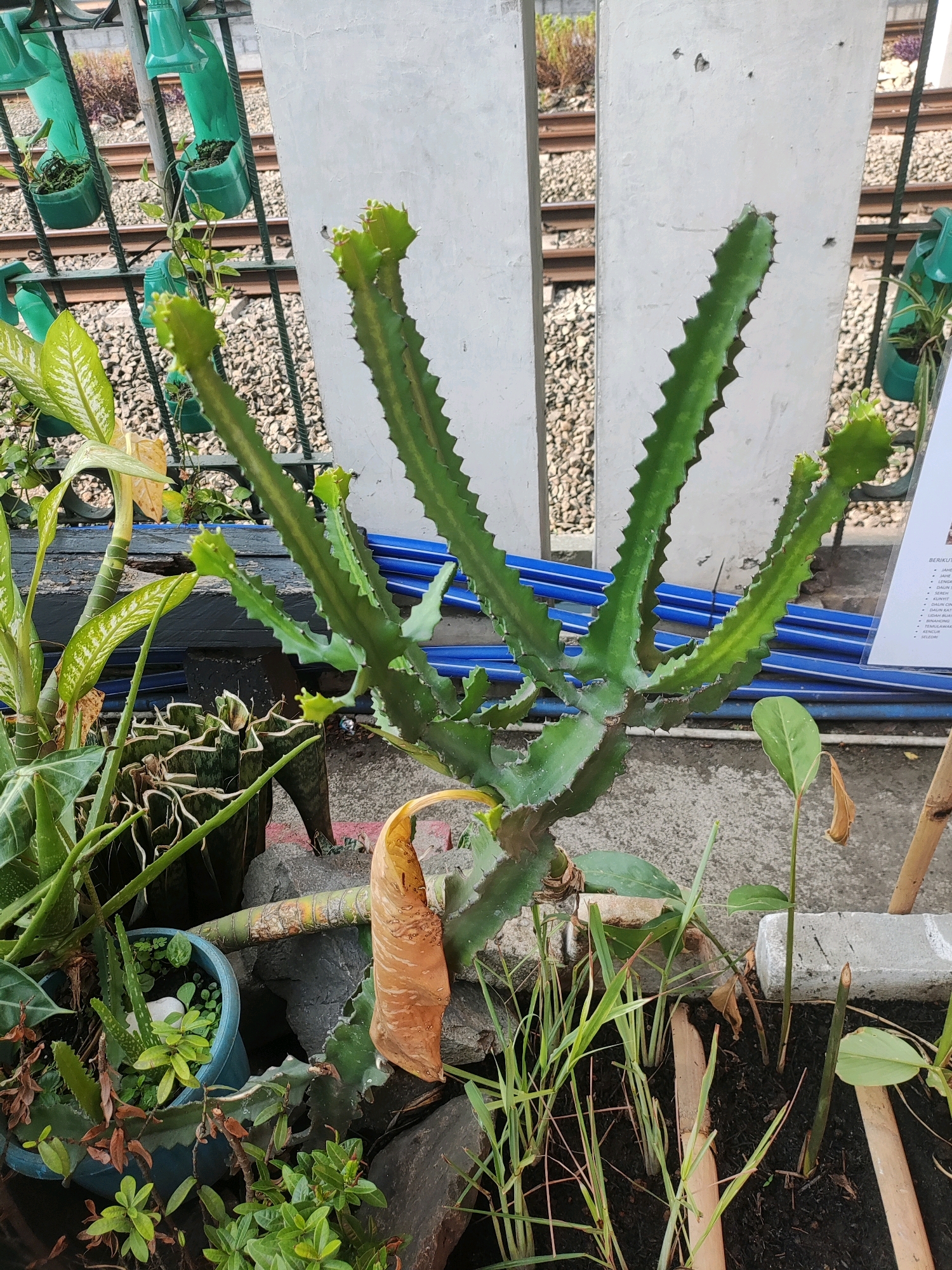A medium shot captures a cluster of potted plants, including a tall, branching cactus with serrated edges, and other leafy green plants, arranged on a concrete surface. The cactus is the dominant subject, with its green stems reaching upwards and outwards. Behind the plants, a metal fence separates the scene from a railway track. Several green plastic planters containing small plants are attached to the fence. In the background, there are railway tracks and ballast, with some vegetation visible beyond. A white vertical structure, possibly a wall or pillar, stands to the right of the cactus. A partially visible sign with text in what appears to be Indonesian is also present on the right side. The environment suggests an outdoor urban setting, likely a garden or planting area located near a railway line in East Jakarta, Indonesia. There are no people visible in the image.