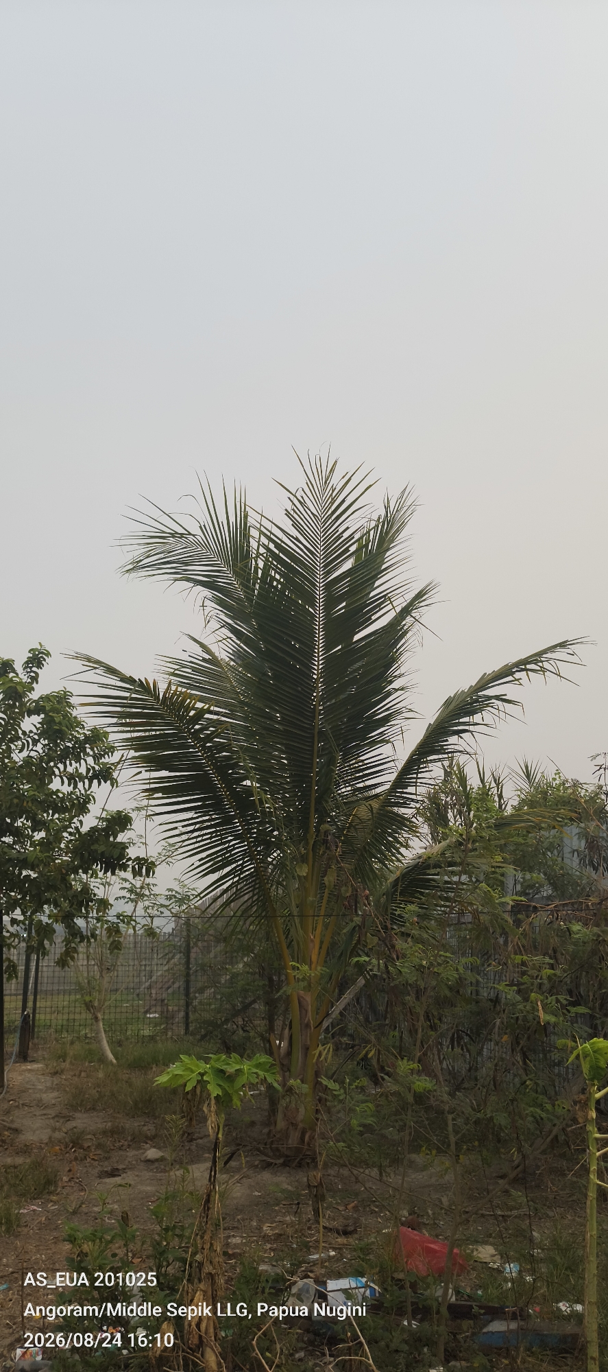 The image shows a young coconut palm tree in a somewhat overgrown outdoor area. The sky is overcast and a light gray. To the left of the palm tree, there are other leafy green trees. In the background, there is a fence and more dense vegetation. The ground is covered in dirt, dry leaves, and some scattered debris, including a red plastic object and some white and blue plastic packaging. The bottom left of the image contains text overlay that reads "AS_EUA 201025 Angoram/Middle Sepik LLG, Papua Nugini 2026/08/24 16:10". The scene appears to be a rural or semi-rural environment.