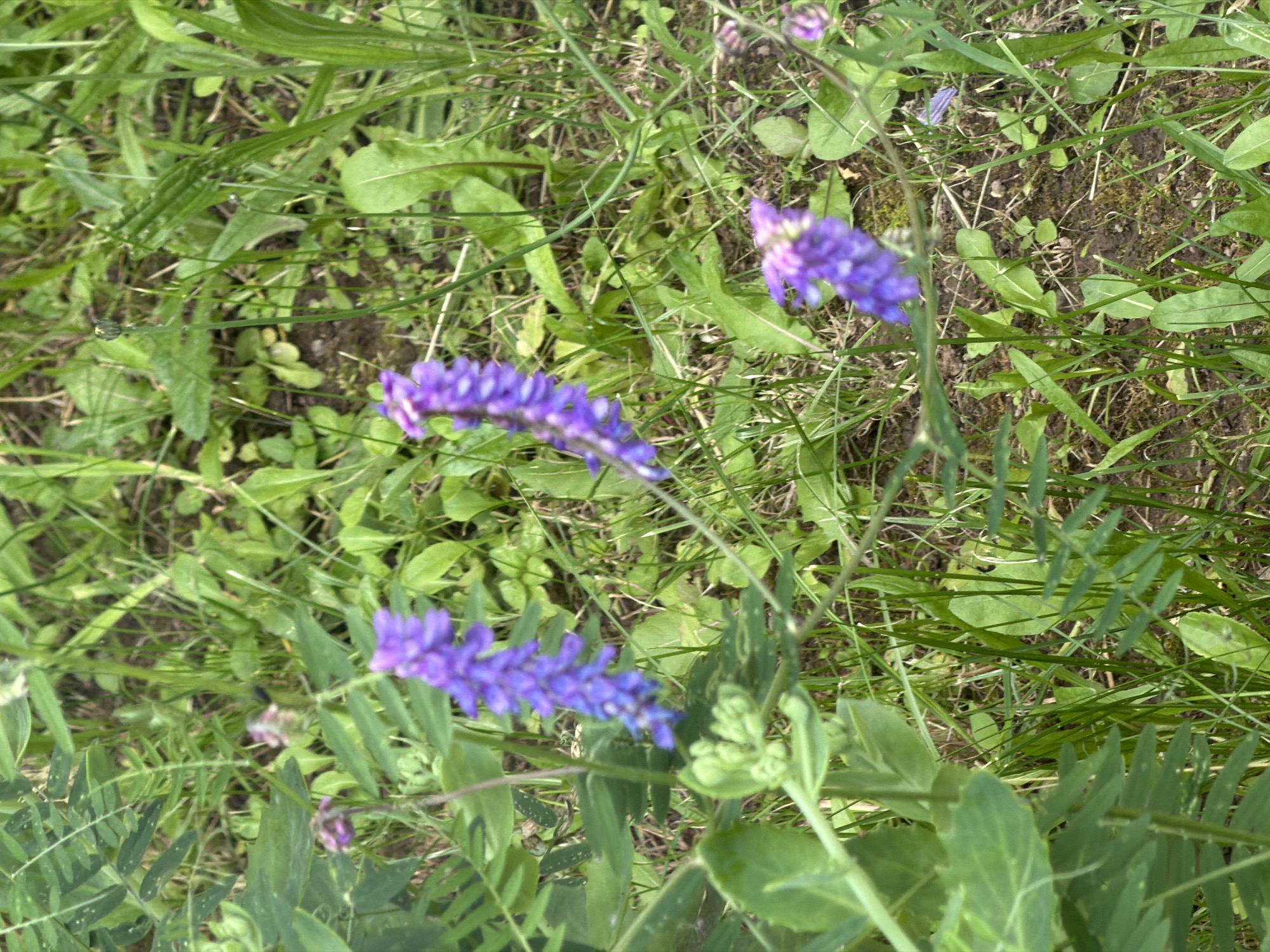 This media file is a close-up shot of purple flowers and green foliage in a natural setting. The subjects are the purple flowers, which appear to be arranged in spikes, and the surrounding green grass and leaves. The scene is a patch of ground covered with vegetation, suggesting an outdoor environment. The flowers are the most prominent objects, with several spikes of purple blooms visible. The foliage is lush and varied, with different shapes and sizes of leaves and blades of grass. There is no discernible activity or event taking place; it is a static depiction of plant life.
Notable details include the vibrant purple color of the flowers, which stand out against the green background. The lighting suggests it is daytime, likely with diffused sunlight as there are no harsh shadows. The presence of various wild plants hints at a natural, uncultivated area. The texture of the leaves and petals is somewhat blurred, indicating a shallow depth of field that focuses on the flowers. The ground beneath the plants is visible in patches, appearing as dark soil with some moss.
There is no visible text in the image. The location context of Minsk, Belarus, suggests this is a common type of flora found in the region. The overall impression is one of natural beauty and tranquility, showcasing the delicate details of wildflowers in their habitat.