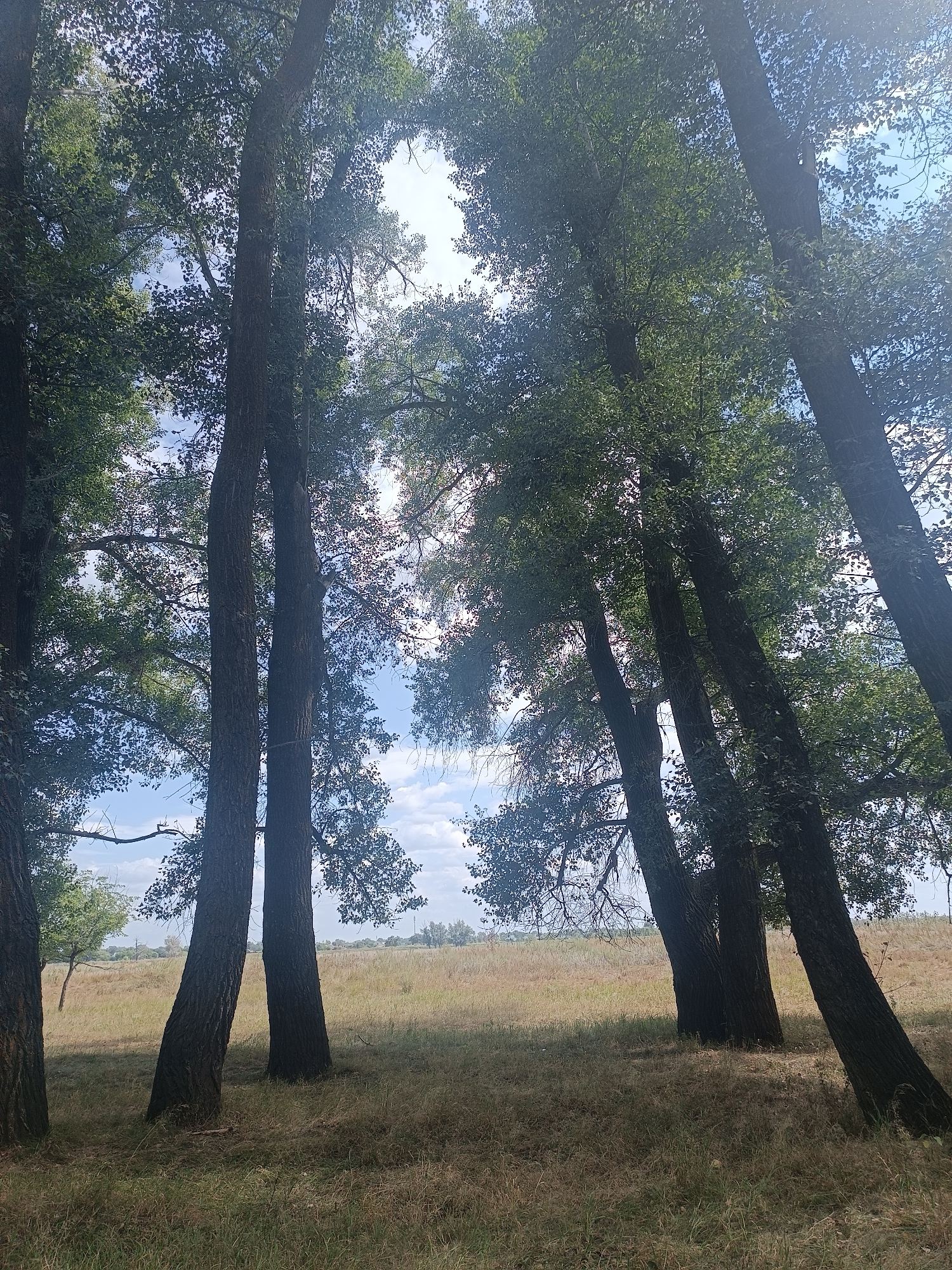 The image depicts a natural landscape with a cluster of tall trees with dark bark and dense green foliage. The trees are positioned in the foreground, with their trunks leaning at various angles and their branches reaching towards the sky. Sunlight filters through the leaves, creating dappled light and shadows. Beyond the trees, a field of dry, light brown grass stretches into the distance under a bright sky with scattered white clouds. In the far background, a faint line of trees and possibly buildings suggests a distant settlement or the edge of the landscape. The overall scene is one of a rural or semi-rural environment, characterized by a natural setting with a dominant presence of trees. The location is identified as Бөрлі ауылдық округі, Kazakhstan. There are no people or animals visible in the image.