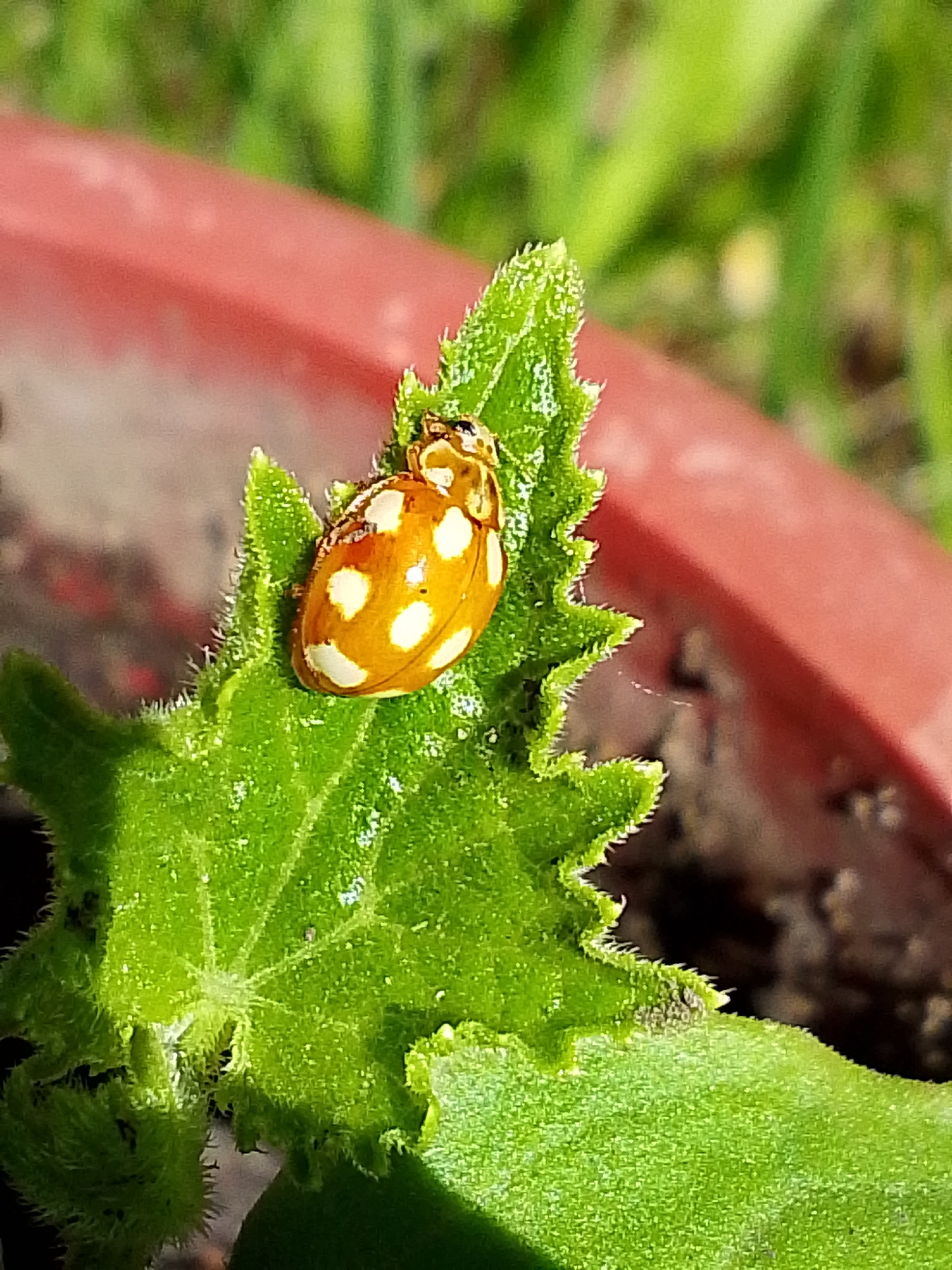 A close-up, eye-level shot captures a light orange ladybug with white spots resting on a textured green leaf. The ladybug is positioned on the upper portion of the leaf, which has serrated edges and appears to be part of a plant growing in a reddish-brown pot. The background consists of blurry green foliage and the rim of the pot. The image appears to be taken outdoors, possibly in a garden or potted plant setting, in a location such as 1-Go Maya, Russia, indicated by the provided metadata.