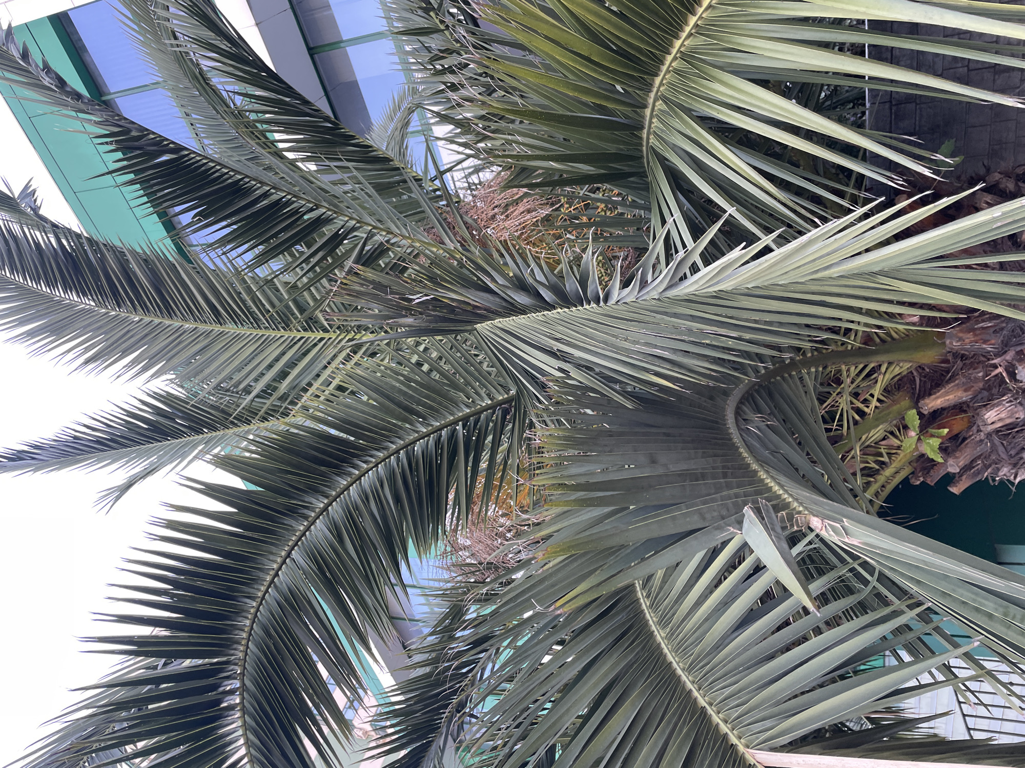 This is a close-up, low-angle outdoor photograph of a palm tree's fronds in front of a modern building with green and blue windows. The fronds are the dominant feature, casting shadows and obscuring much of the background. The building appears to be made of glass and metal. The sky is overcast. This scene is typical of urban landscaping in a warm climate.