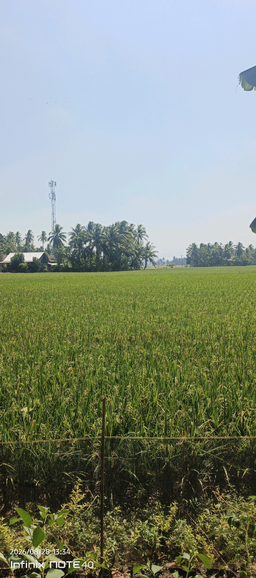 A wide-angle, vertical shot captures a vast, green rice field under a clear blue sky. In the distance, a cluster of palm trees and houses, including a prominent cell tower, are visible. The foreground features a fence and some vegetation. The image is dated 2026/08/28 and was taken at 13:34 in Sidodadi, Indonesia.