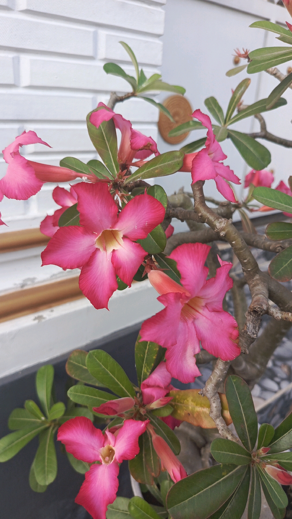A close-up, eye-level shot features a vibrant cluster of desert rose flowers in bloom, their bright pink petals unfurling against a textured white brick wall. The flowers, with their distinctive five-petal structure and pale yellow centers, are the primary subjects, interspersed with green, succulent-like leaves. The branches of the plant are visible, their rough, woody texture contrasting with the delicate blooms. In the background, a circular wooden decorative element is mounted on the wall, adding a subtle decorative detail. The overall environment suggests an outdoor setting, possibly a garden or patio, in the vicinity of Cekok, Indonesia.
