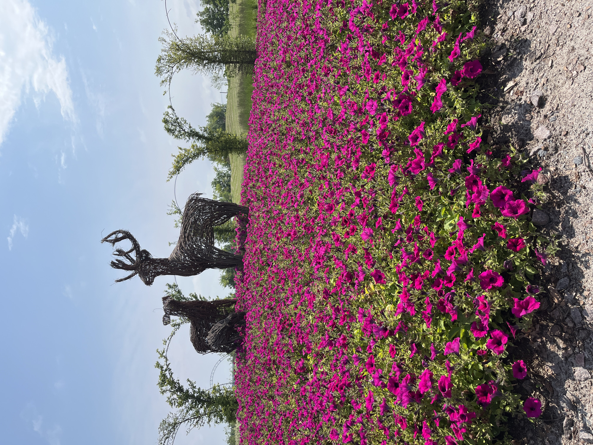 A low-angle, full outdoor shot showcases a vibrant flowerbed overflowing with bright magenta petunias under a clear blue sky with scattered white clouds. Two woven sculptures, one depicting a deer with antlers and another a smaller deer, are centrally positioned within the flowers. In the background, a gentle grassy slope rises, dotted with trees and arched structures, suggesting a park or garden setting. The foreground consists of rough gravel and soil. The image was taken in Severynivka, Ukraine.