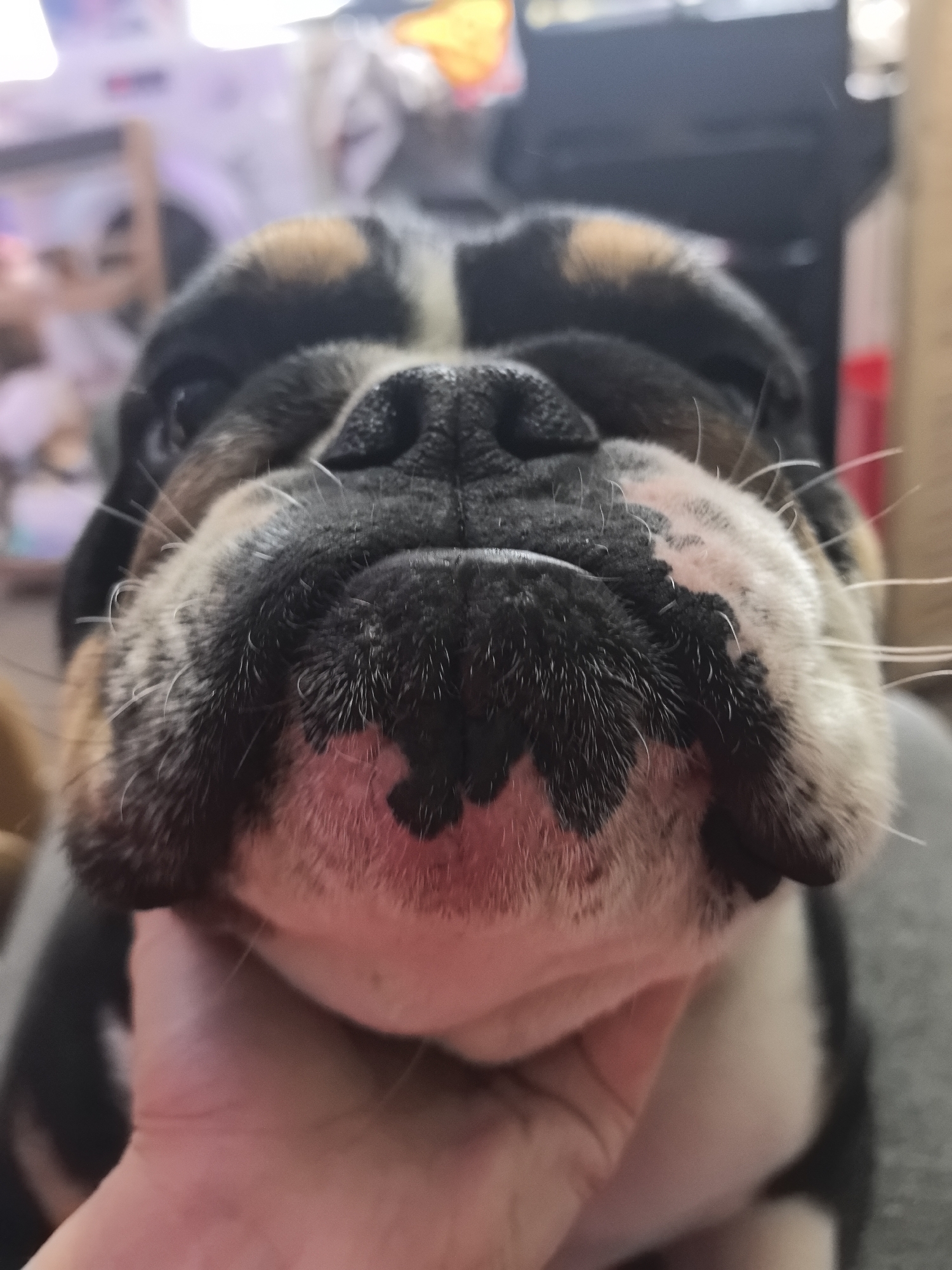 The image displays a close-up, low-angle view of a brachycephalic dog's face, specifically focusing on its muzzle and chin, with a human hand supporting its lower jaw. The animal exhibits a black nose, distinct white whiskers, and a coat pattern featuring black, white, and tan/brown fur patches, particularly on its forehead and around the eyes. The lower muzzle and chin area are predominantly pinkish-red, with scattered black spots and fine white hairs. A human hand, with visible knuckles and light skin tone, is positioned beneath the dog's chin, appearing to gently support or cradle its head. The interaction suggests a close proximity between the animal and the person. The background is out of focus, indicating an indoor environment with indistinct shapes and blurred lighting, but no specific objects or features are identifiable. The precise location within Noviy, Russia, cannot be determined from the visual evidence.